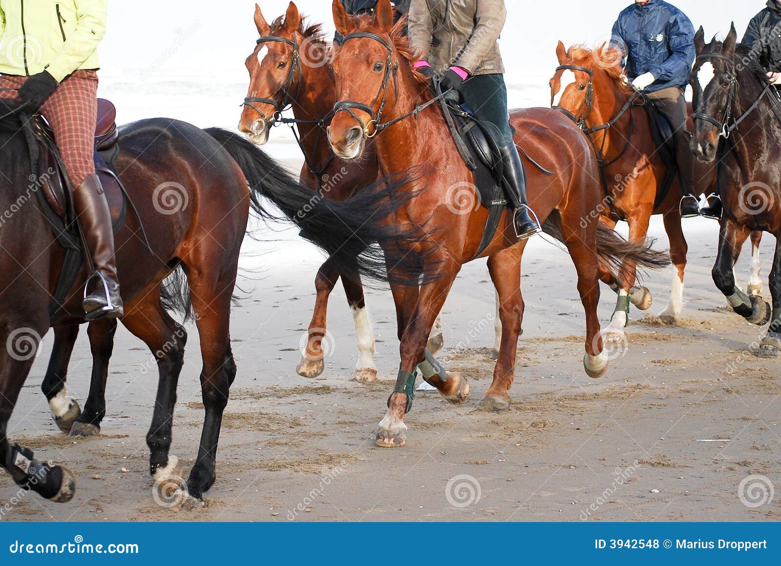 sideview group horseback riding on the beach