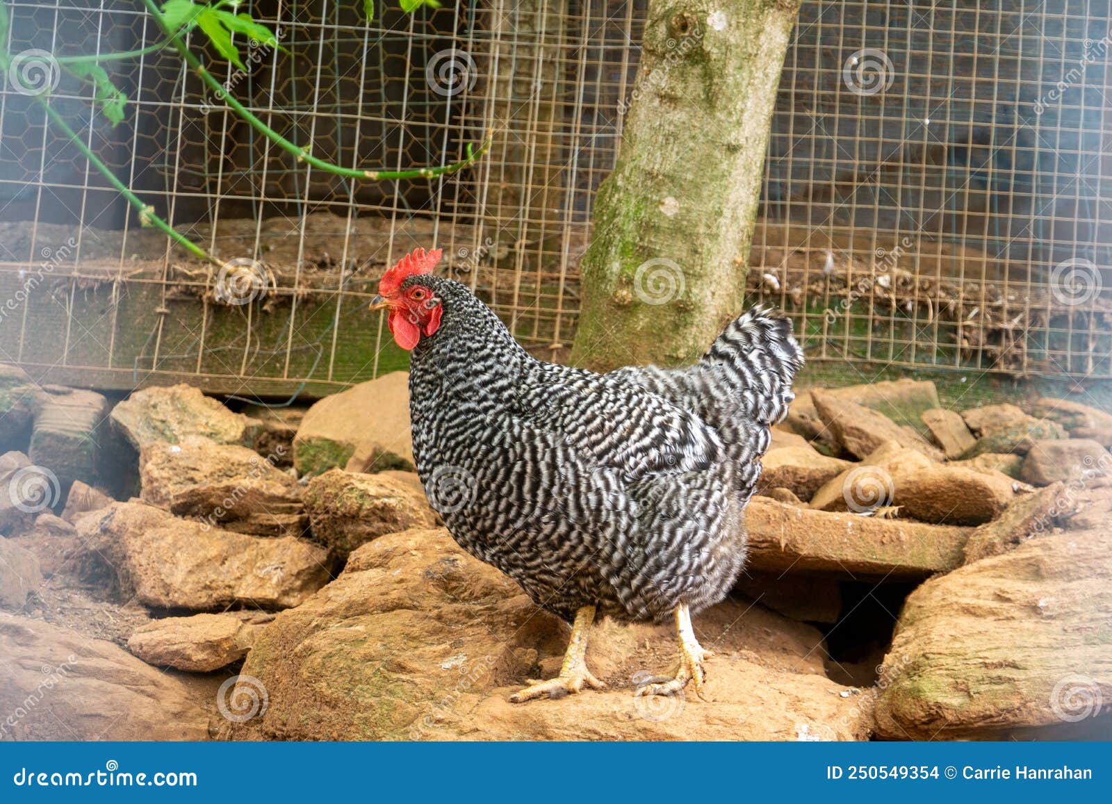 plymouth rock chicken standing on a rock