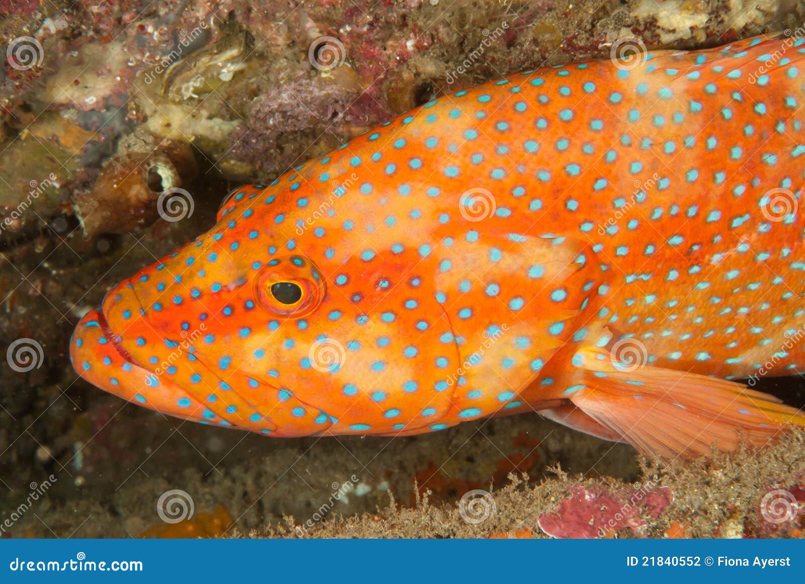 rock cod rock cod
