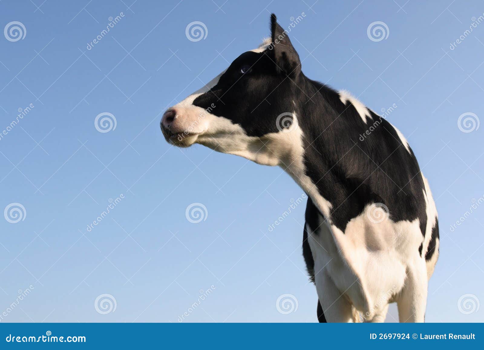 Sideway Cow stock photo. Image of expressive, humorous 2697924