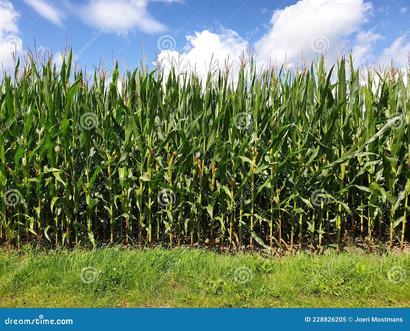 A Sideways Portrait of a Field of Corn Crops with Grass in Front of it
