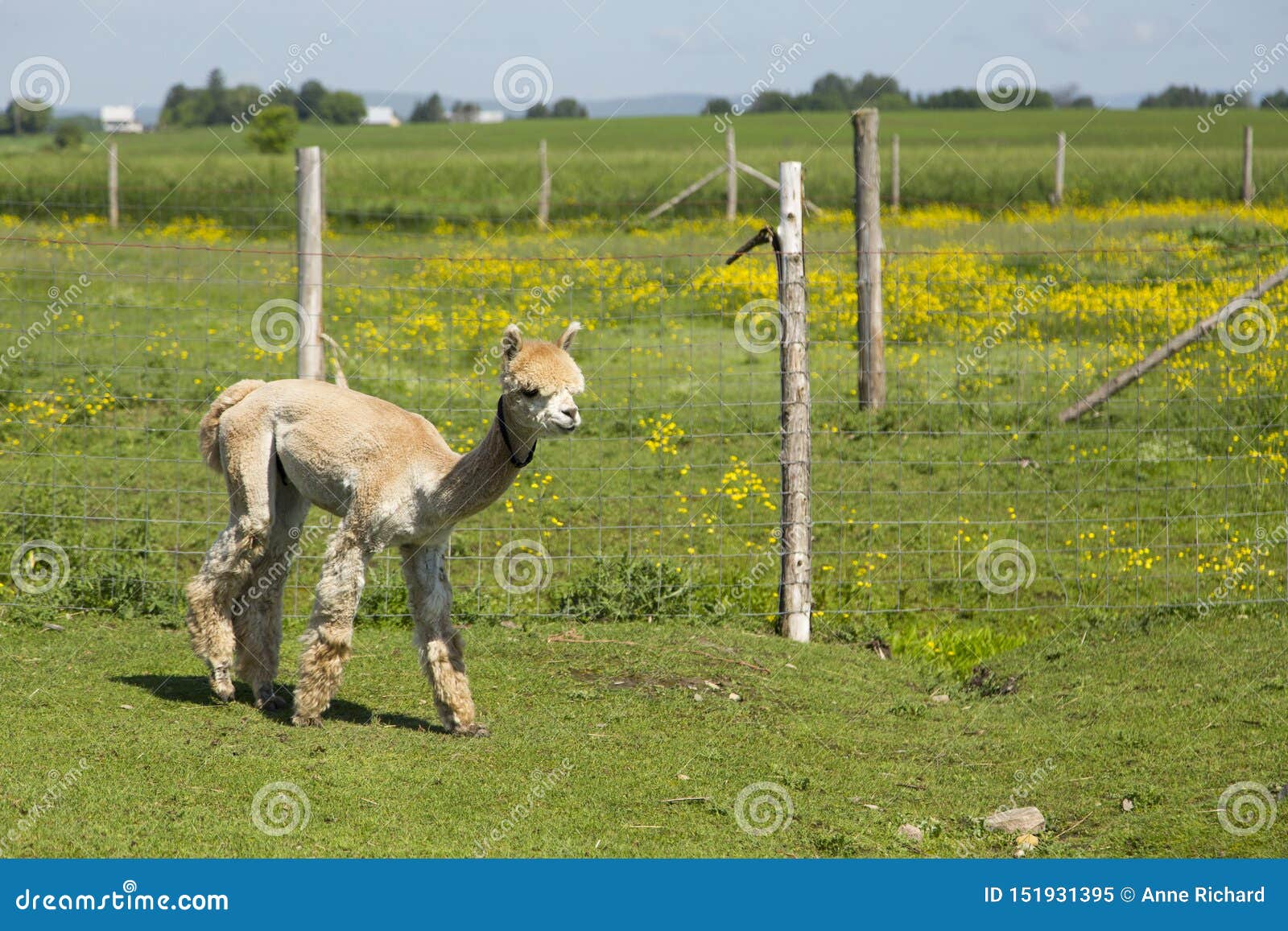 Sidosikten av den gulliga klippta persikan färgade nytt alpaca sett gå i bilaga med fältet som täcktes i smörblommor i bakgrunden, Pont-rouge, Quebec, Kanada