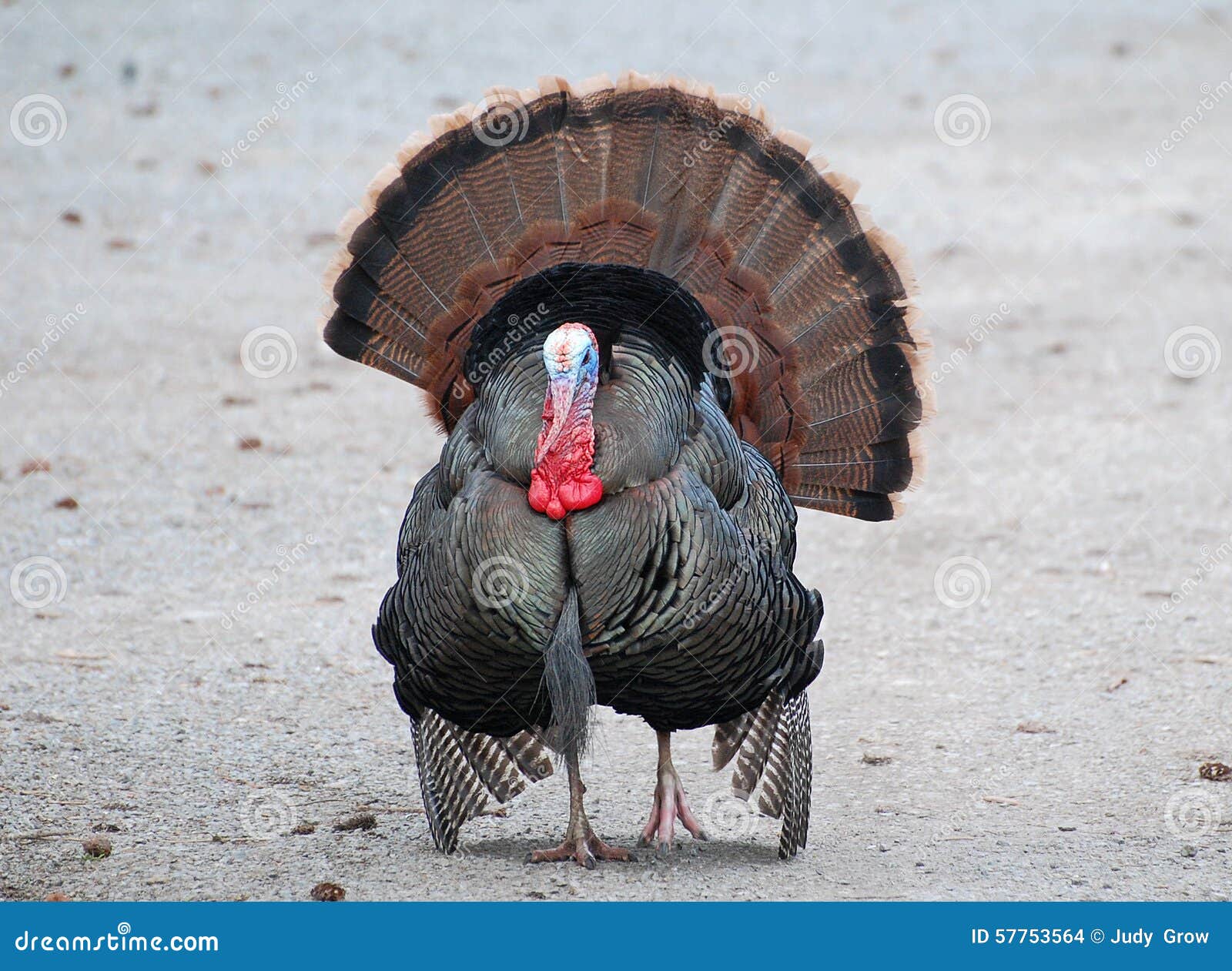 Sie Sind Ein Truthahn Kein Pfau Stockfoto Bild Von Wildnis Amerikanisch 57753564