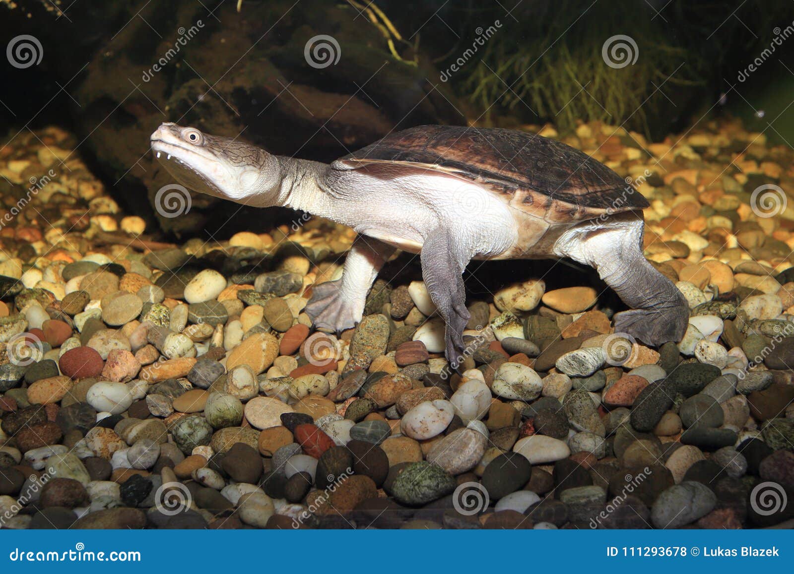 Siebenrock Snakenecked Turtle Stock Photo Image of animal, adult