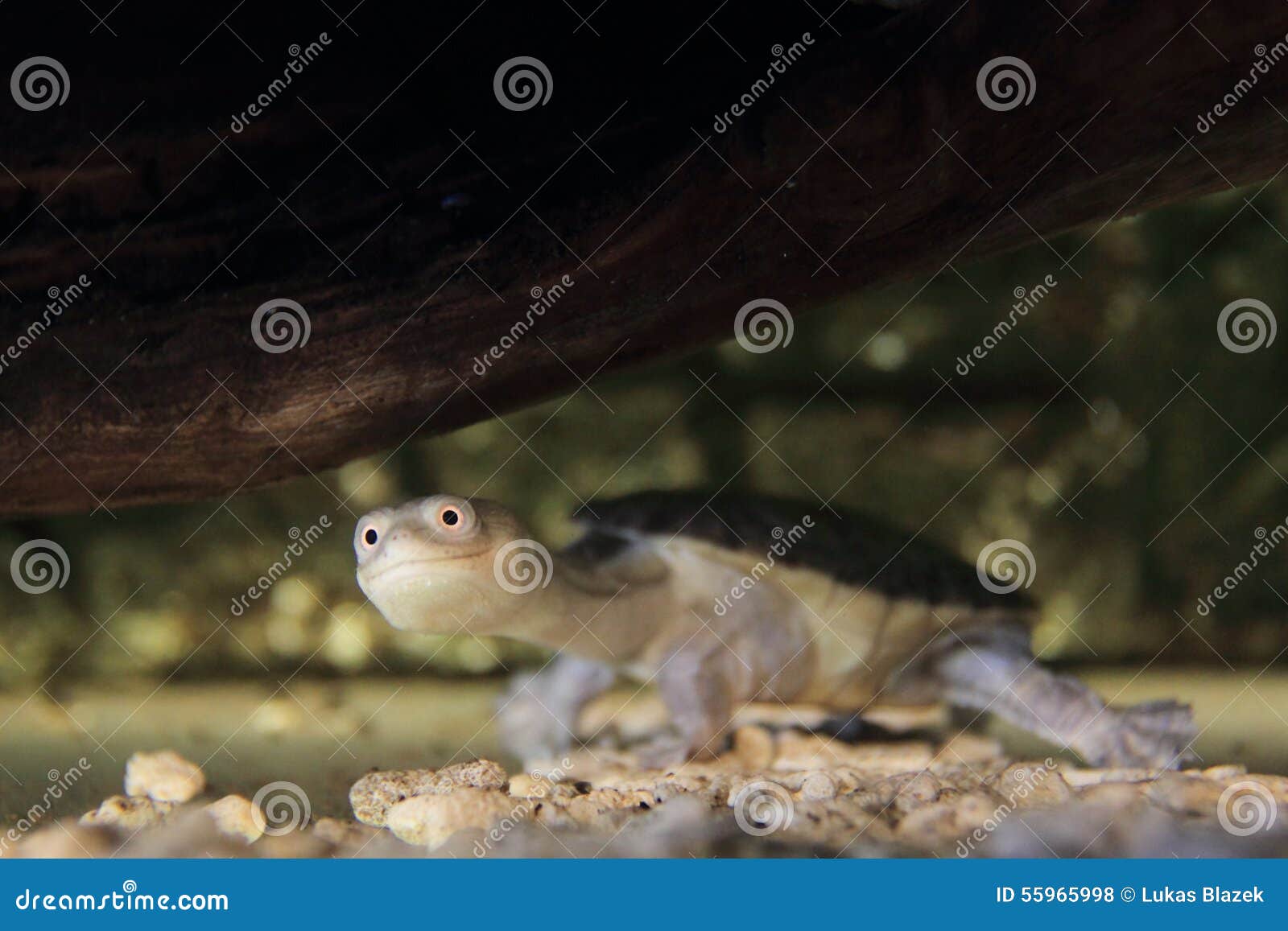 Siebenrock Snakenecked Turtle Stock Photo Image of snake, animal