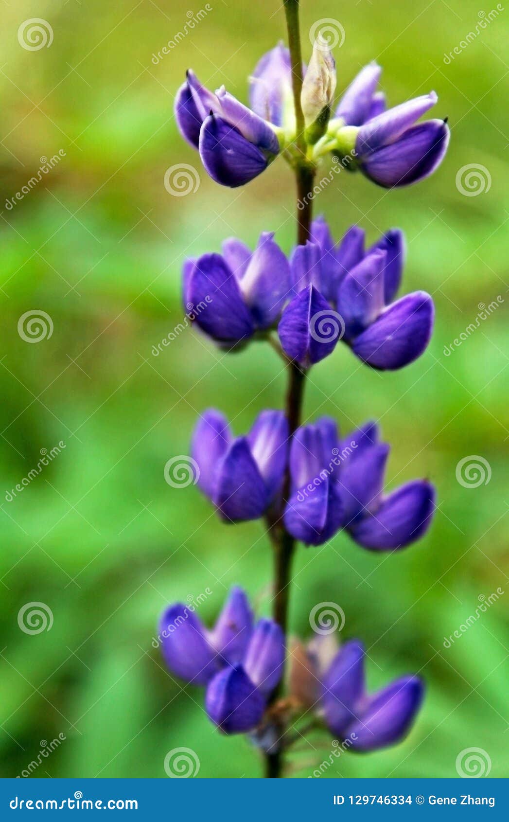 sierra lupine, gray`s lupine, lupinus grayi