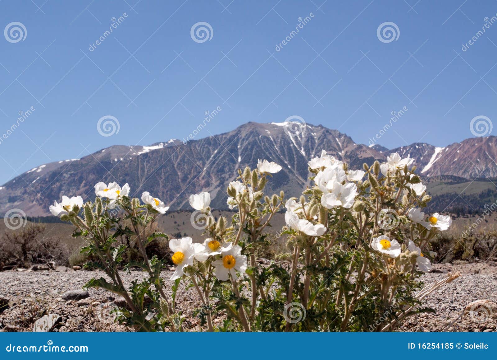 Sierra Nevadas stock image. Image of field, range, nevada - 16254185