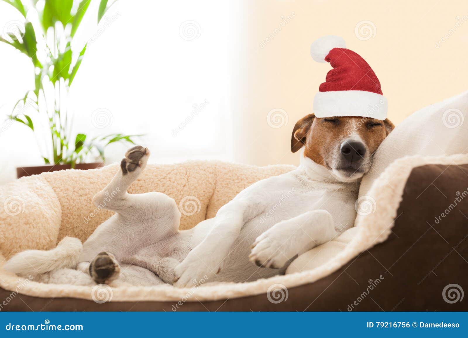 siesta dog at christmas holidays