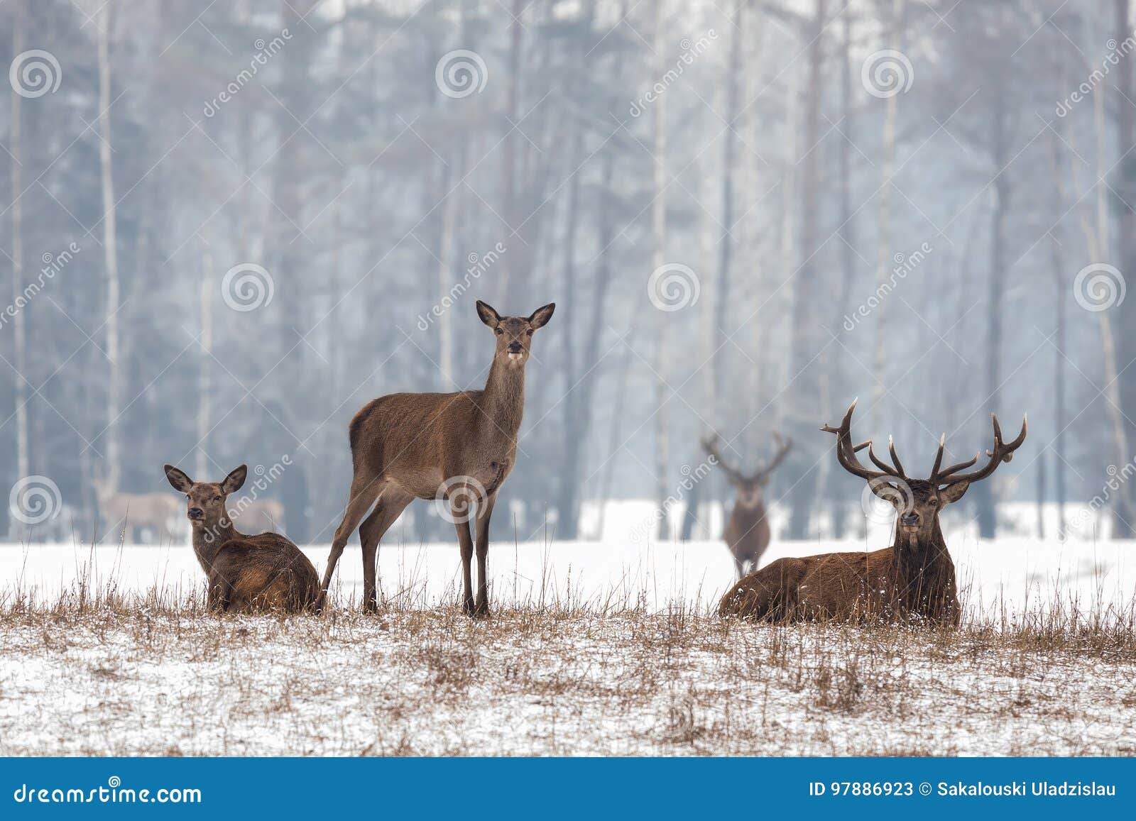 siesta.small herd of noble reindeer red deer,cervus elaphus,cervidae resting on a hillock at background of foggy winter forest