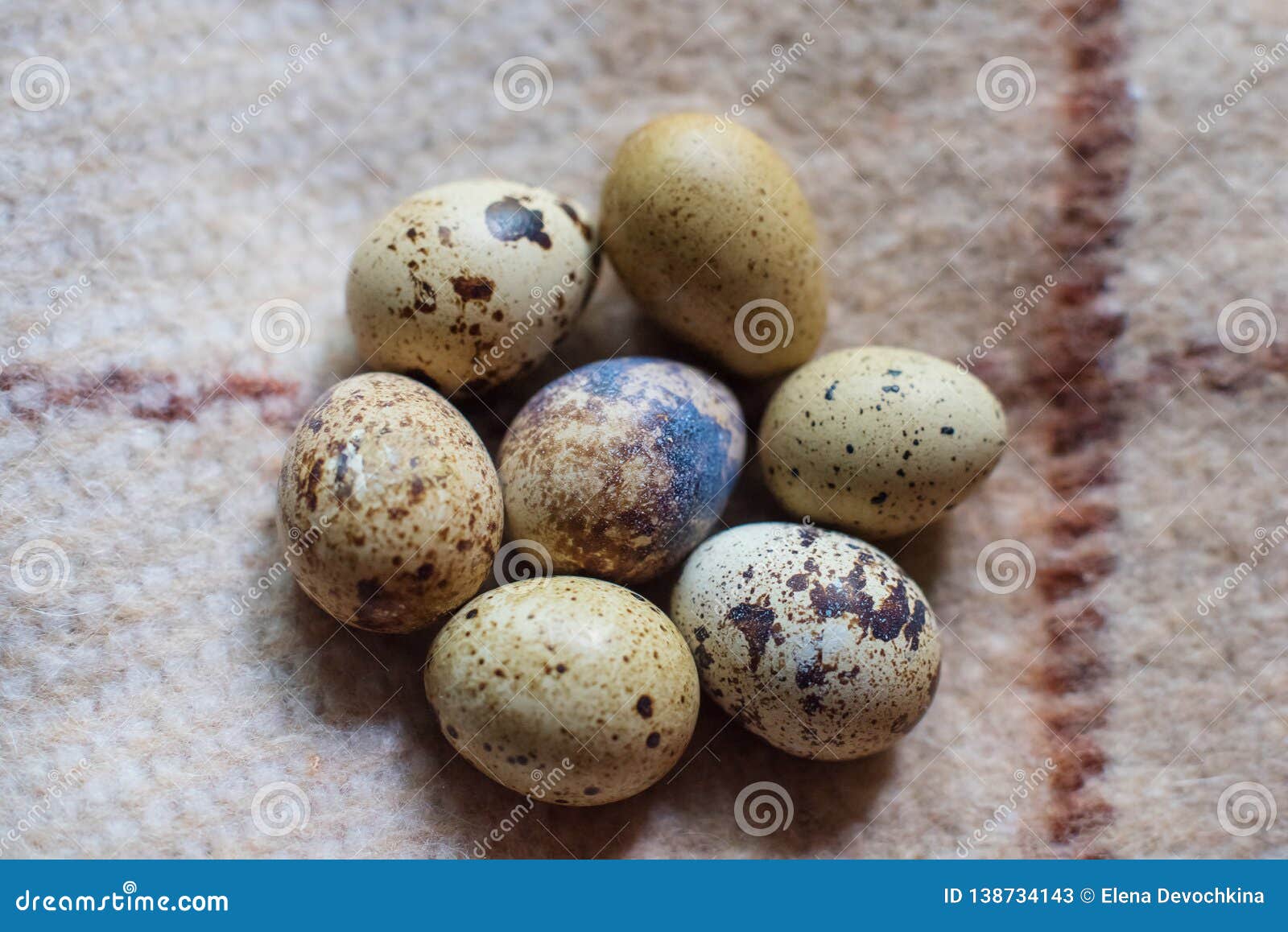 Siete huevos de codornices que mienten alrededor en una manta a cuadros vieja con el foco suave, la cáscara parecen espacio profundo