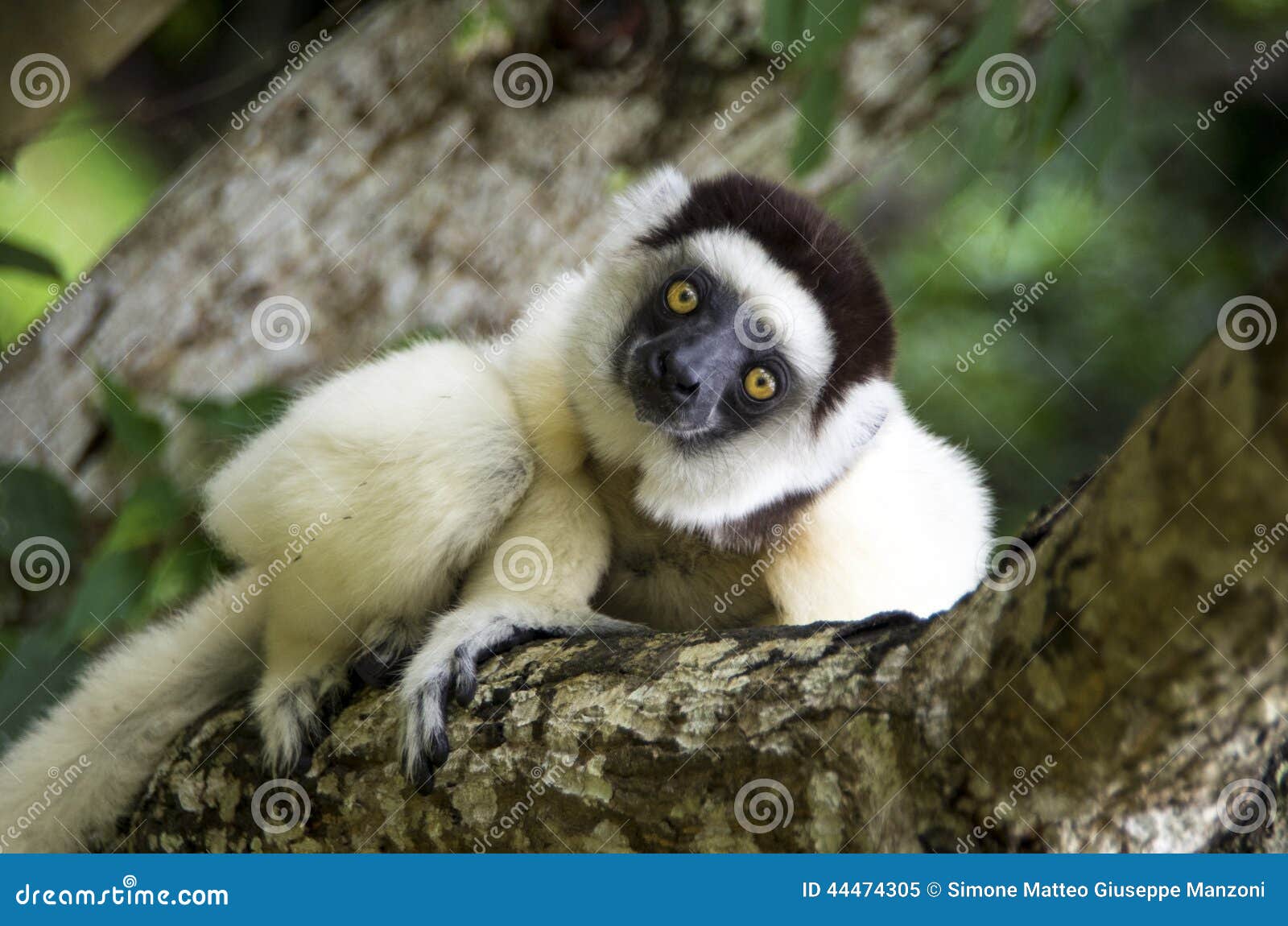 sifaka lemur, madagascar