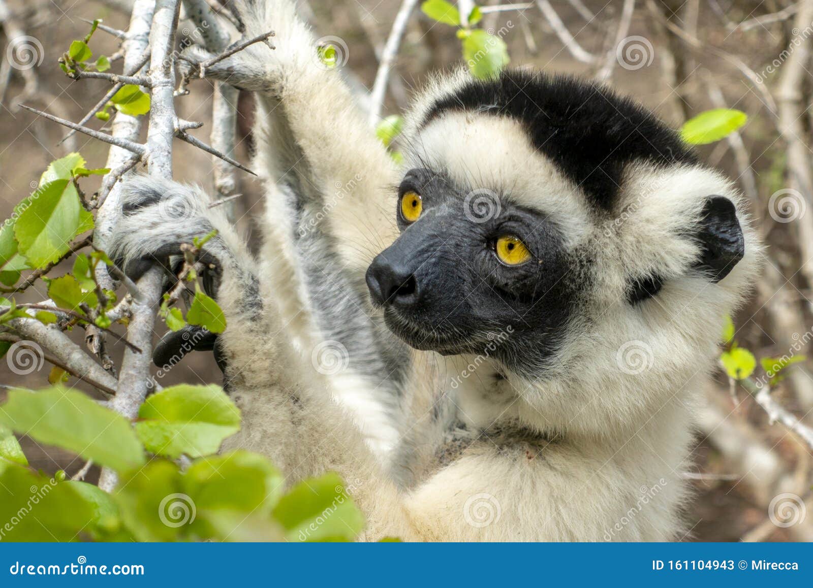 Sifaka lemur, Silky sifaka Propithecus candidus, Μαδαγασκάρη Κλείσιμο