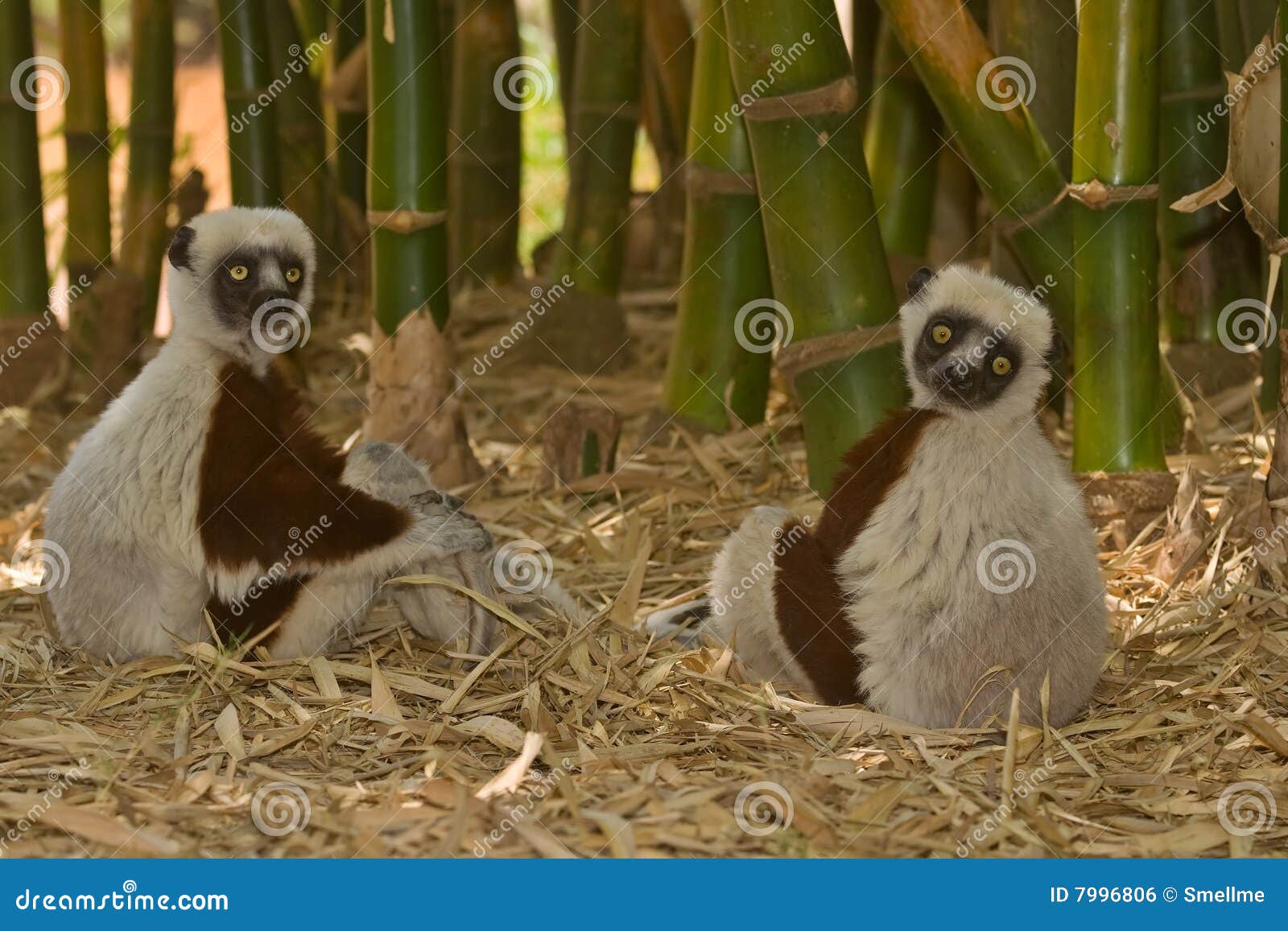 Wild Coquerel s Sifakas in Madagascar