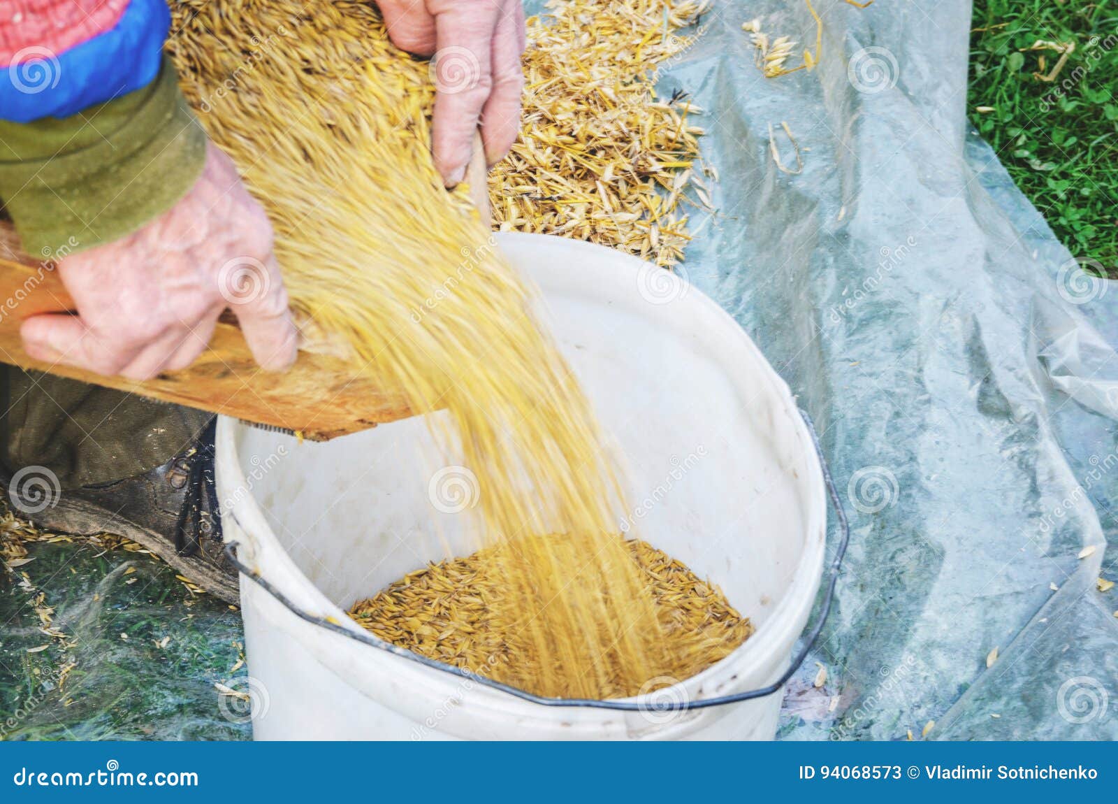 Sifting the Grain through the Sieve by Hand Stock Image Image of