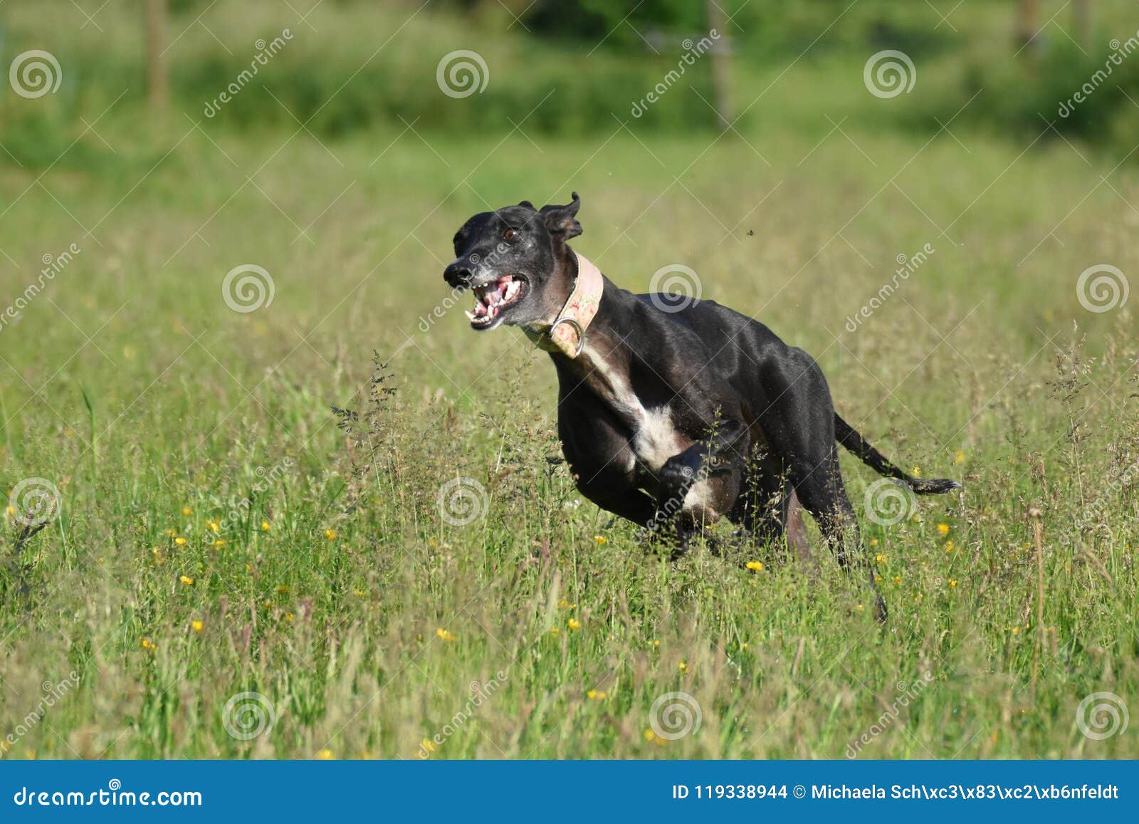 Sighthound que corre para la diversión. El galgo negro está corriendo sobre el prado con gran alegría