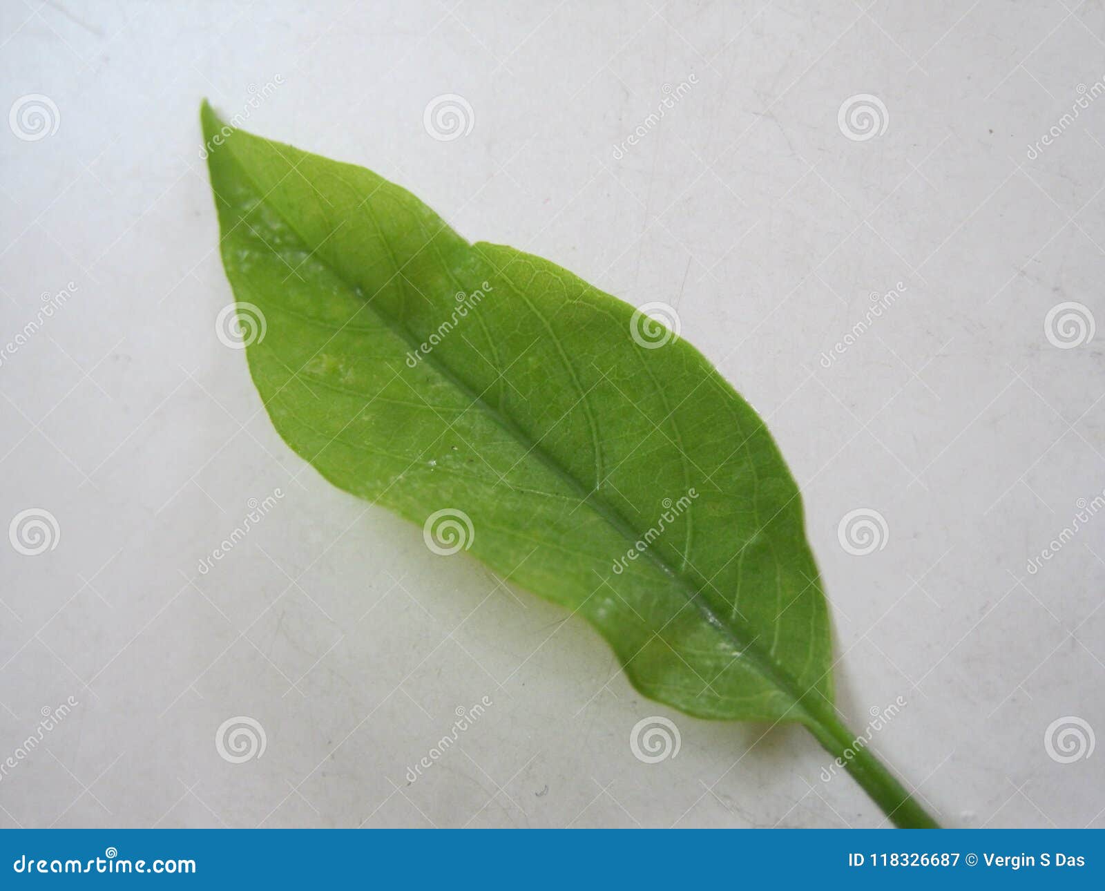 A sigle sugarapple leaf stock image. Image of annona 118326687