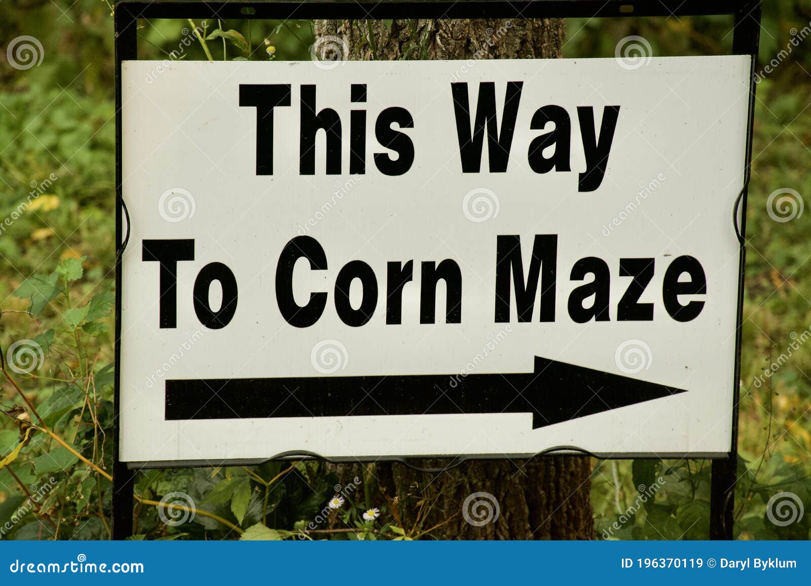 a sign directs you to a corn maze