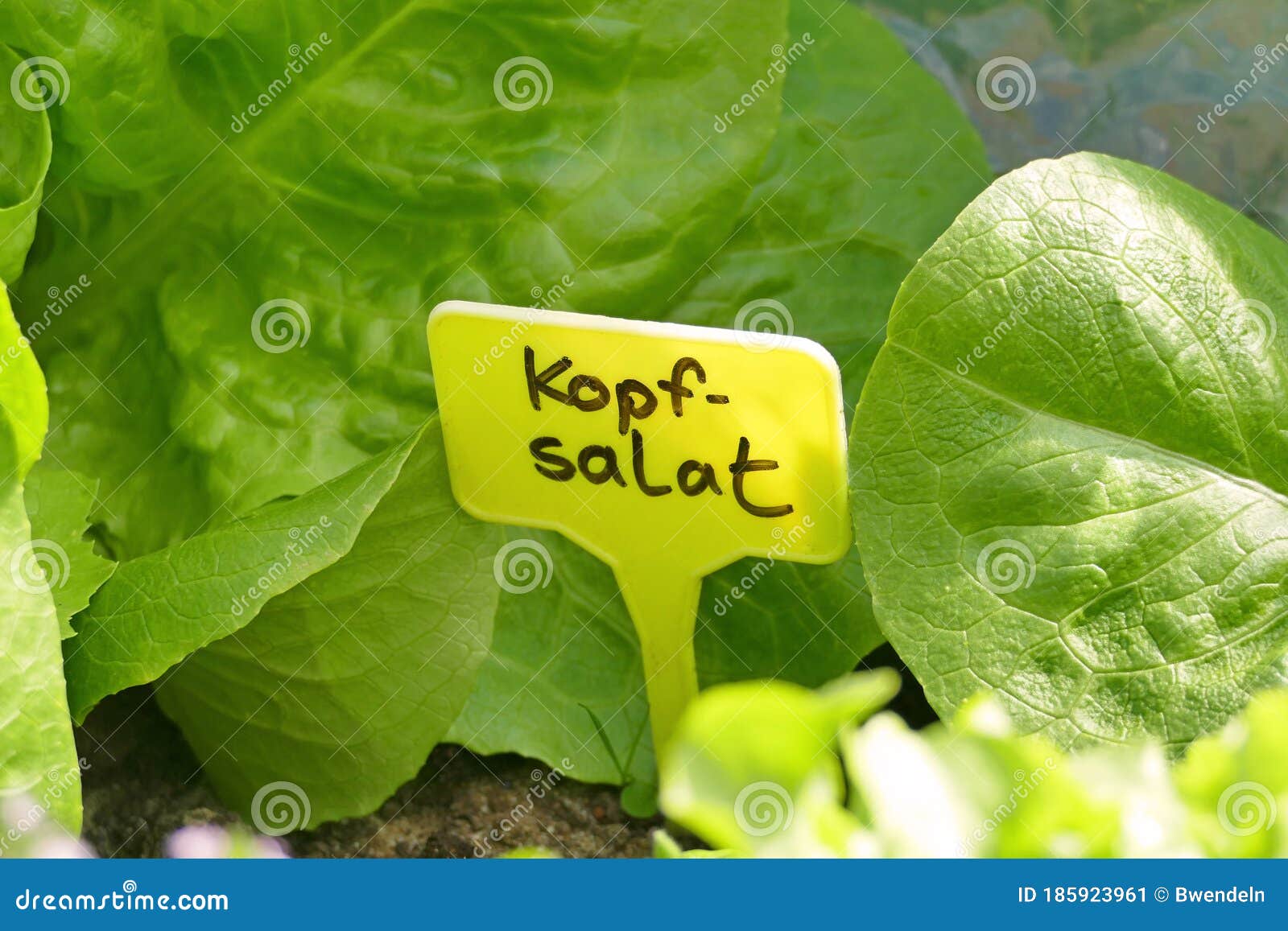 Sign for Lettuce in a Vegetable Garden Stock Image Image of flower