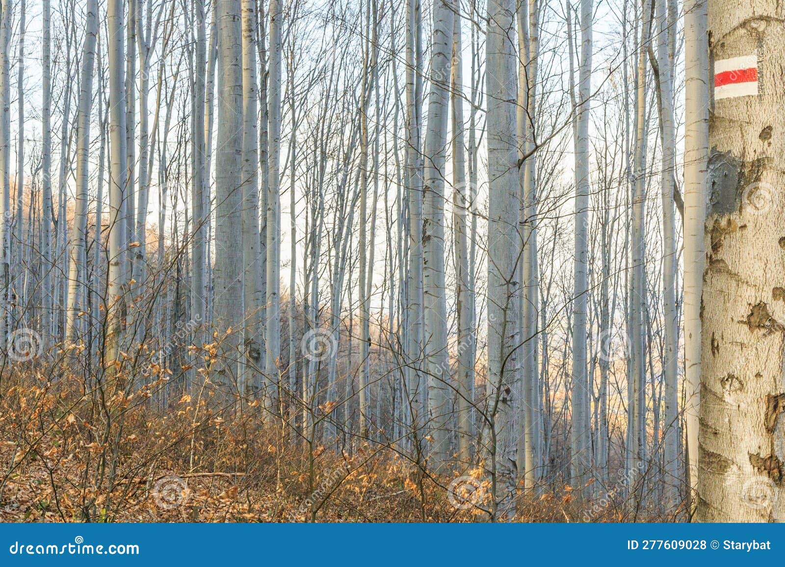 beech forest in the silesian beskids, poland