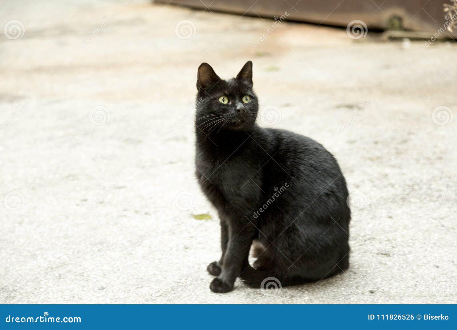 Signification Du Symbole De Chat Noir Photo Stock Image Du Croisement Symbole