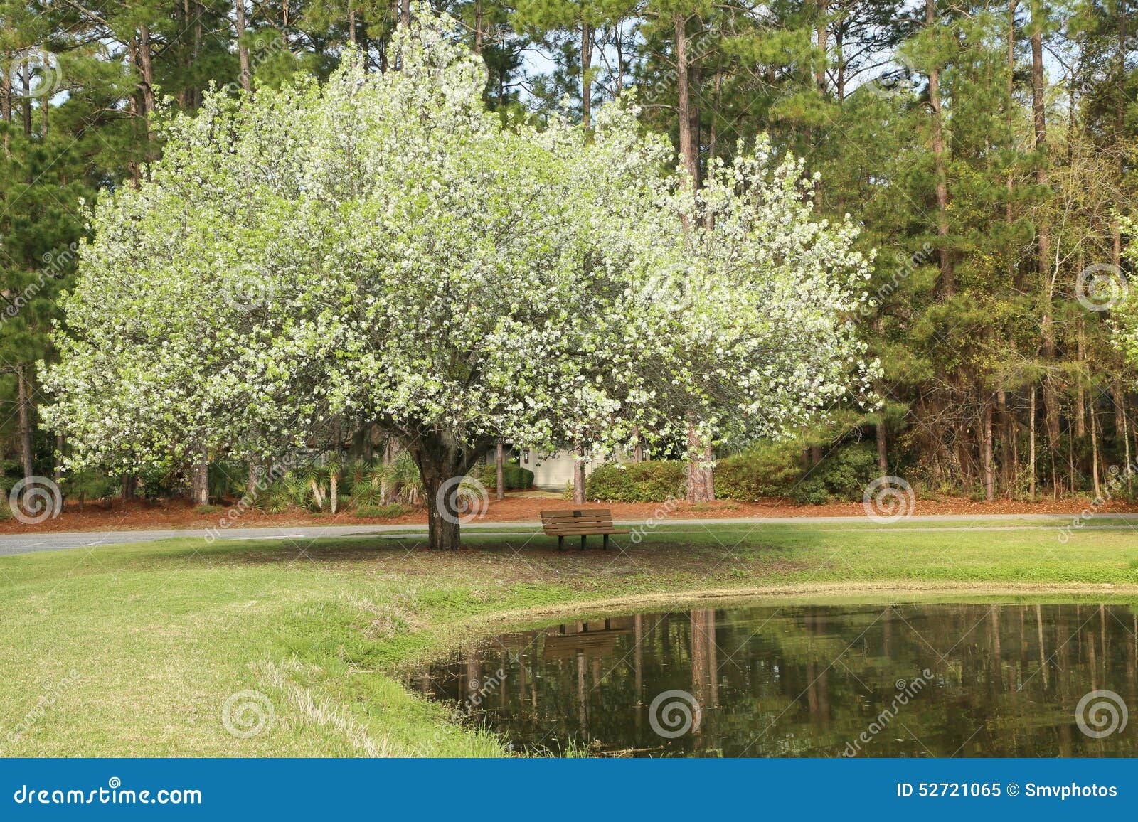 the signs of spring on hilton head