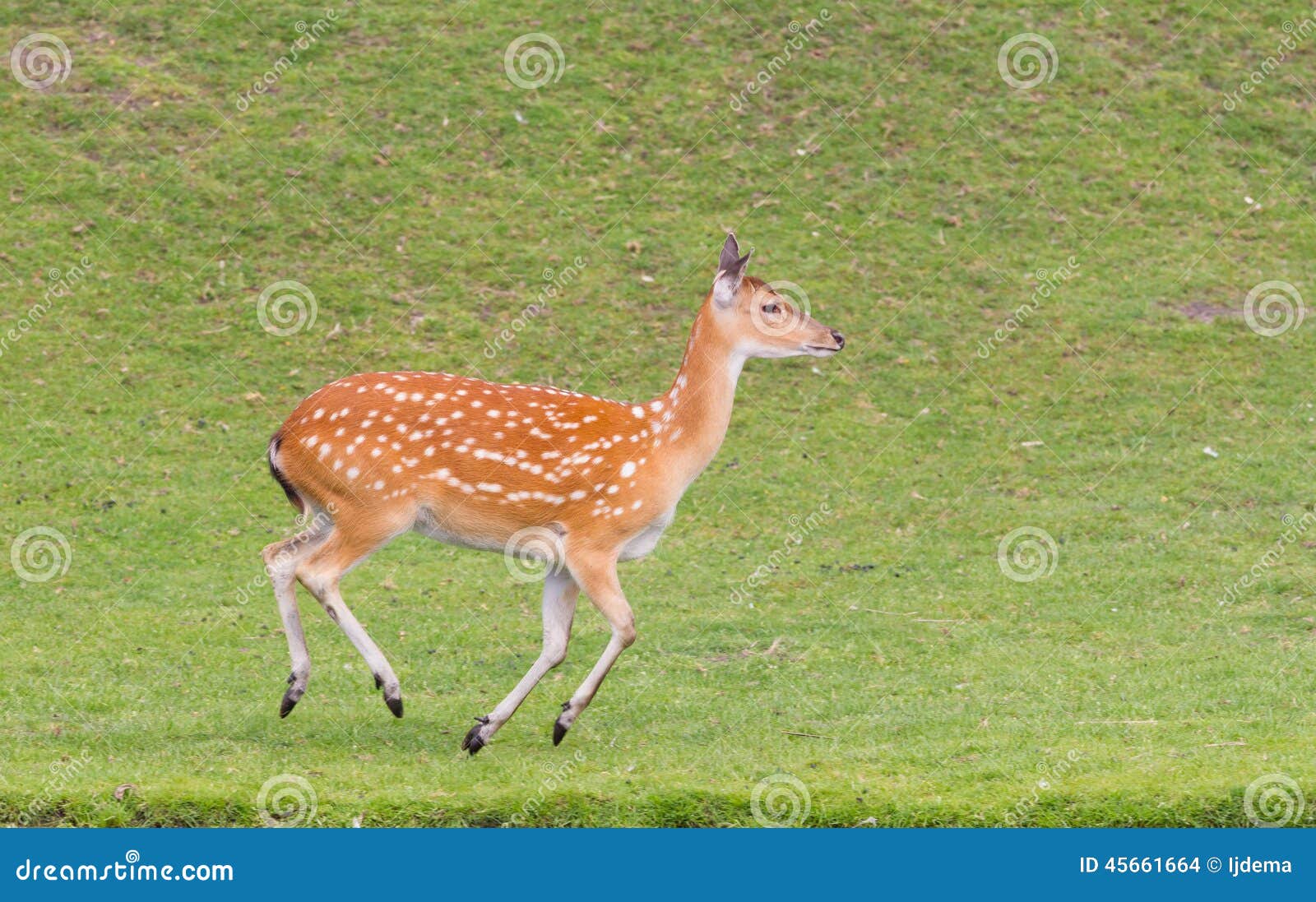 sika deer (cervus nippon) running