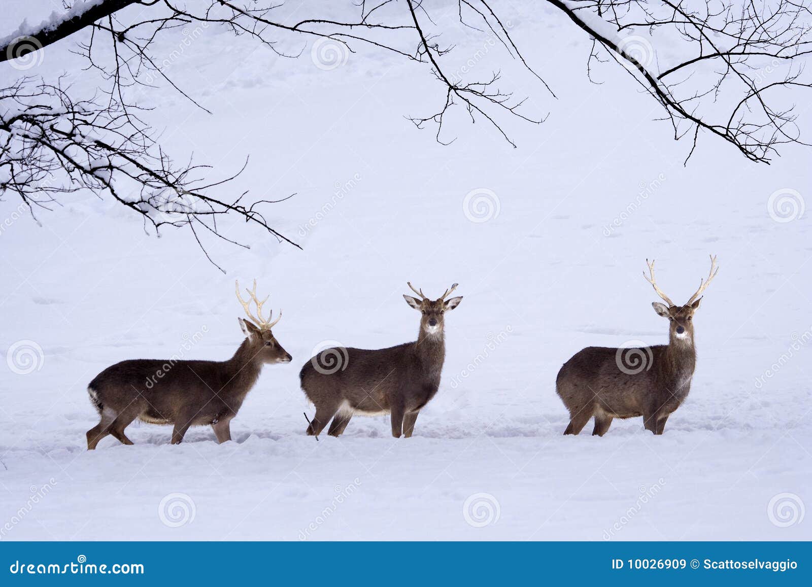 sika deers (cervus nippon) in the snow.