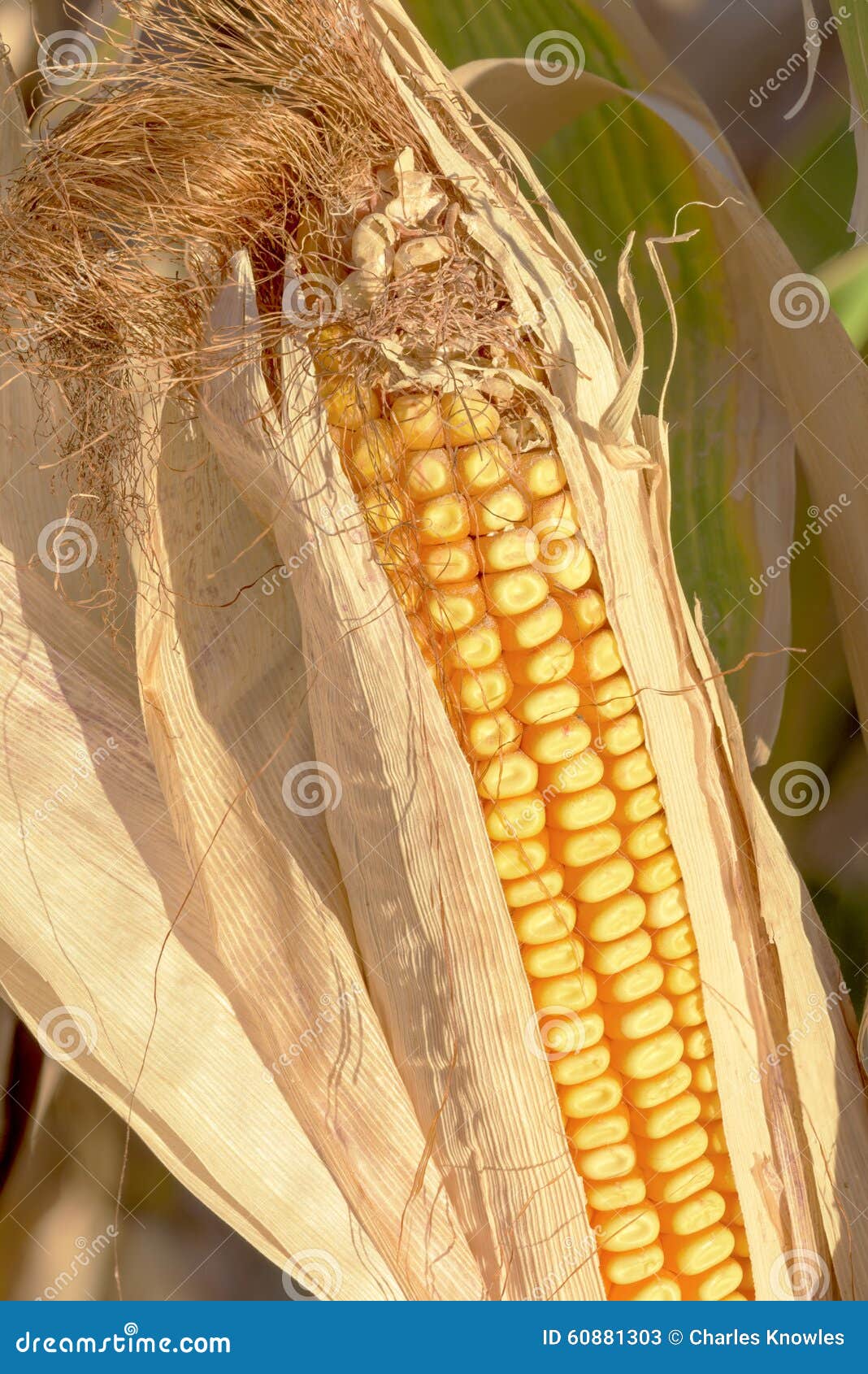 Silage Corn Ear Still in the Field Stock Image Image of plant