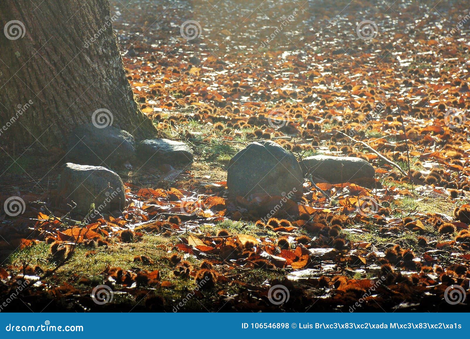 stones, tree, leaves, grass and the sunlight in the forest
