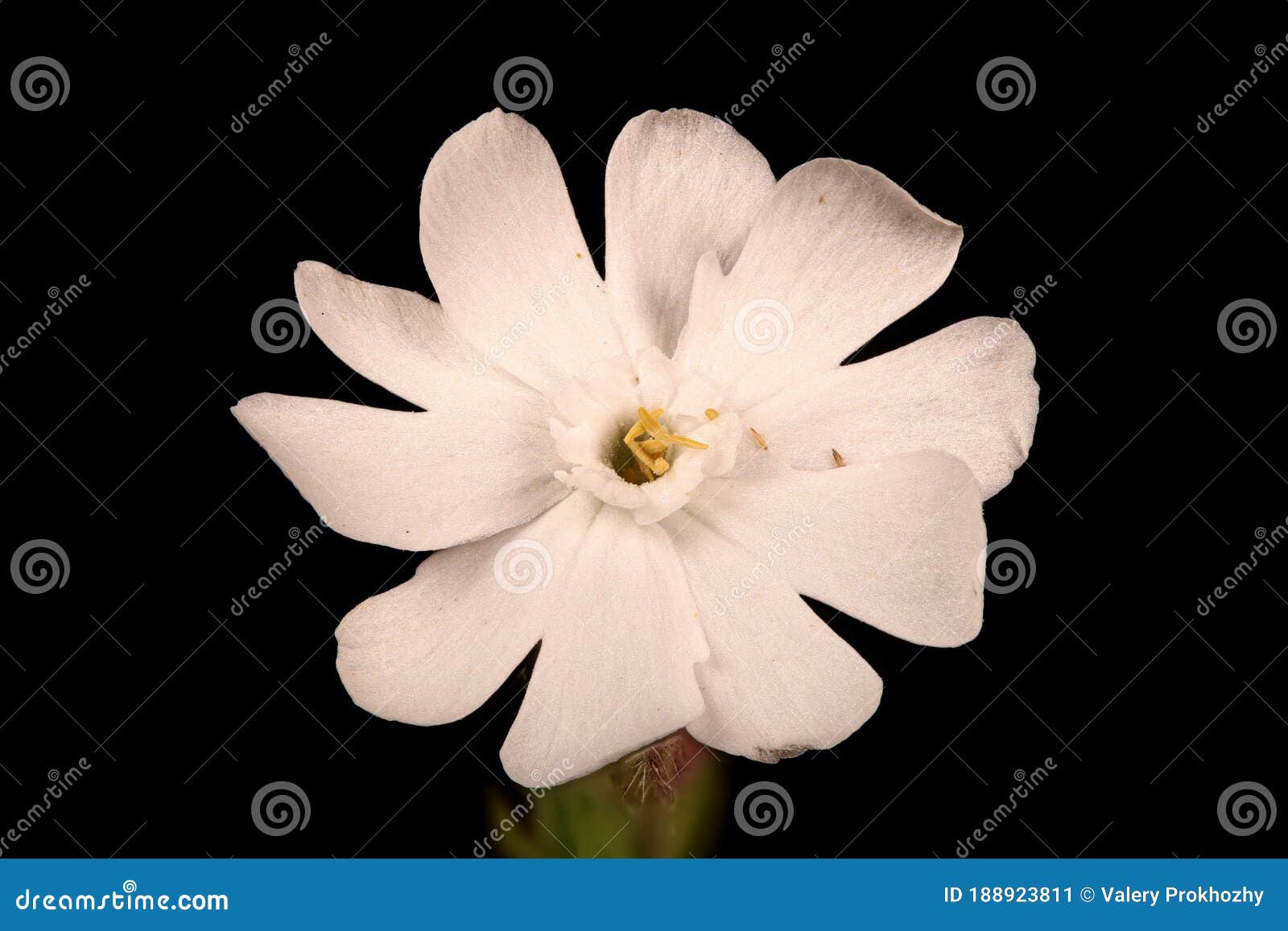 Silene Latifolia De Cámara Blanca. Closet De Flores Masculinas Imagen de  archivo - Imagen de flora, blanco: 188923811