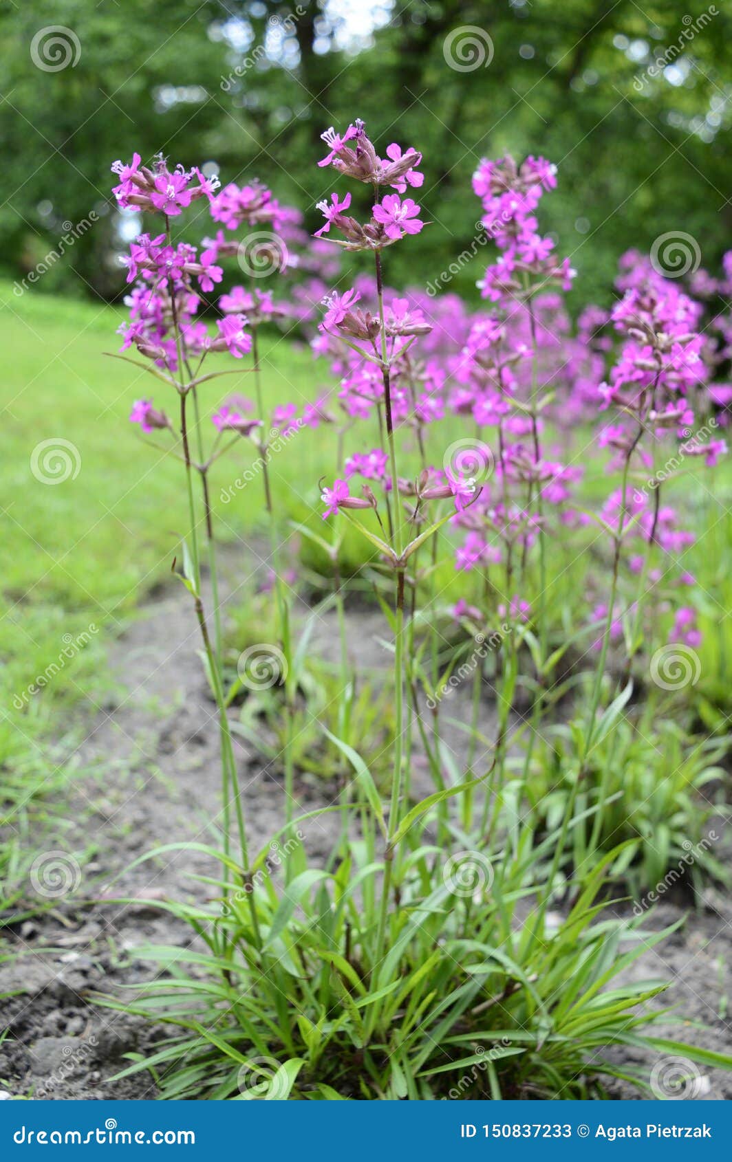 Semis de Silene - Page 3 Silene-yunnanensis-pink-flowers-closeup-silene-yunnanensis-called-as-campion-smal-beuriful-purple-flowers-blurred-150837233