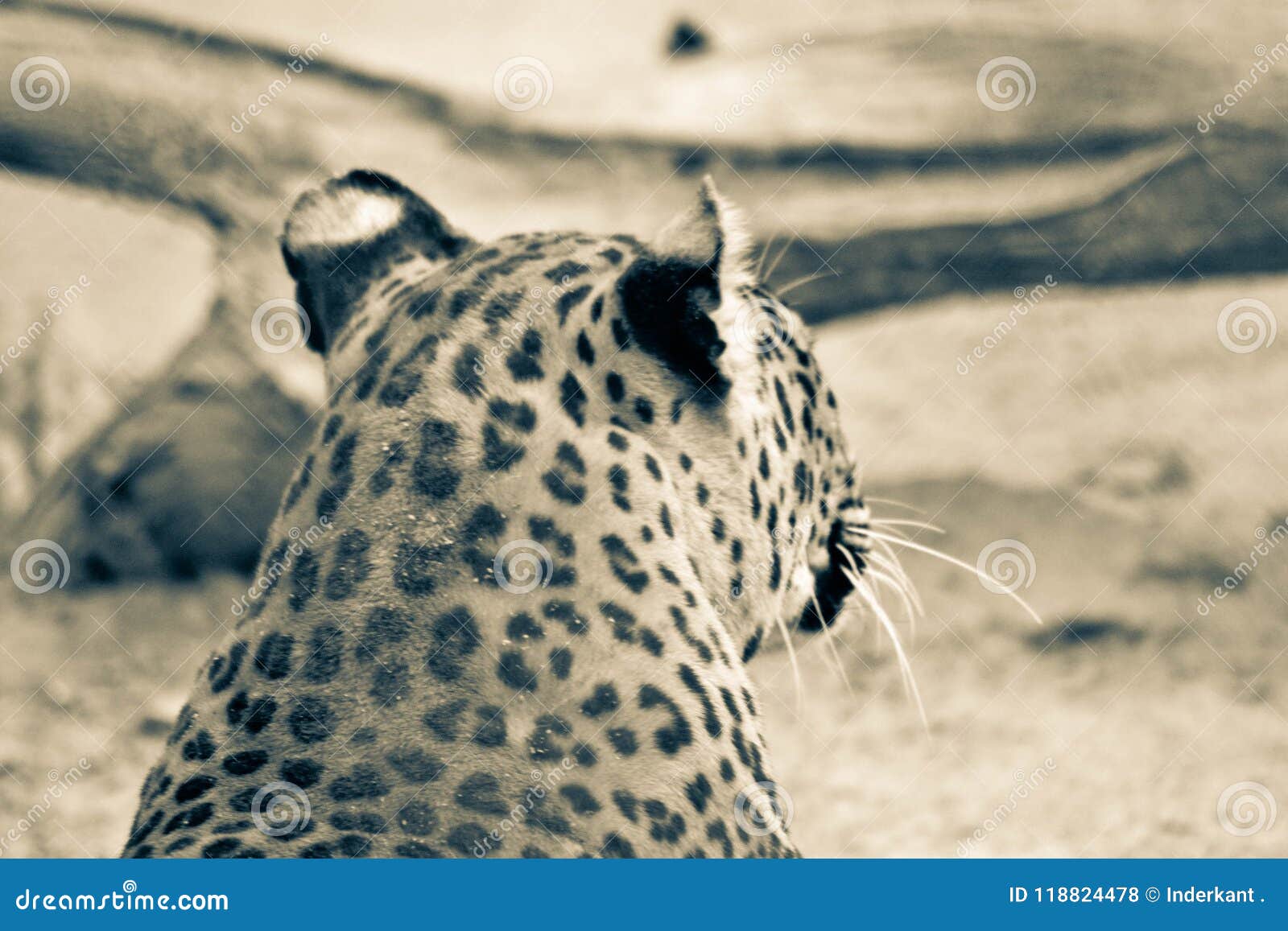 The silent killer stock photo. Image of background, print 118824478