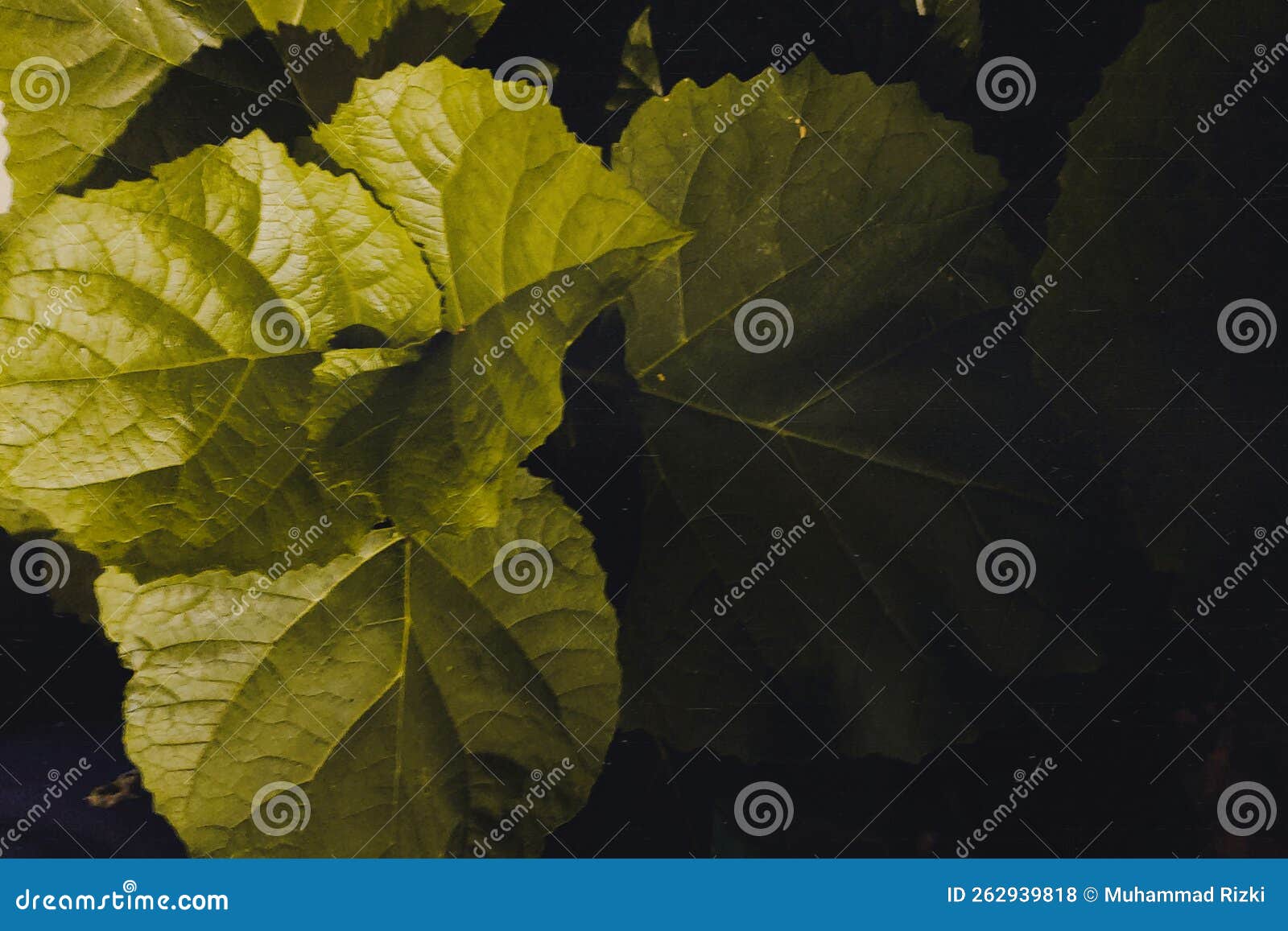 Silent night stock photo. Image of painting, green, silent 262939818