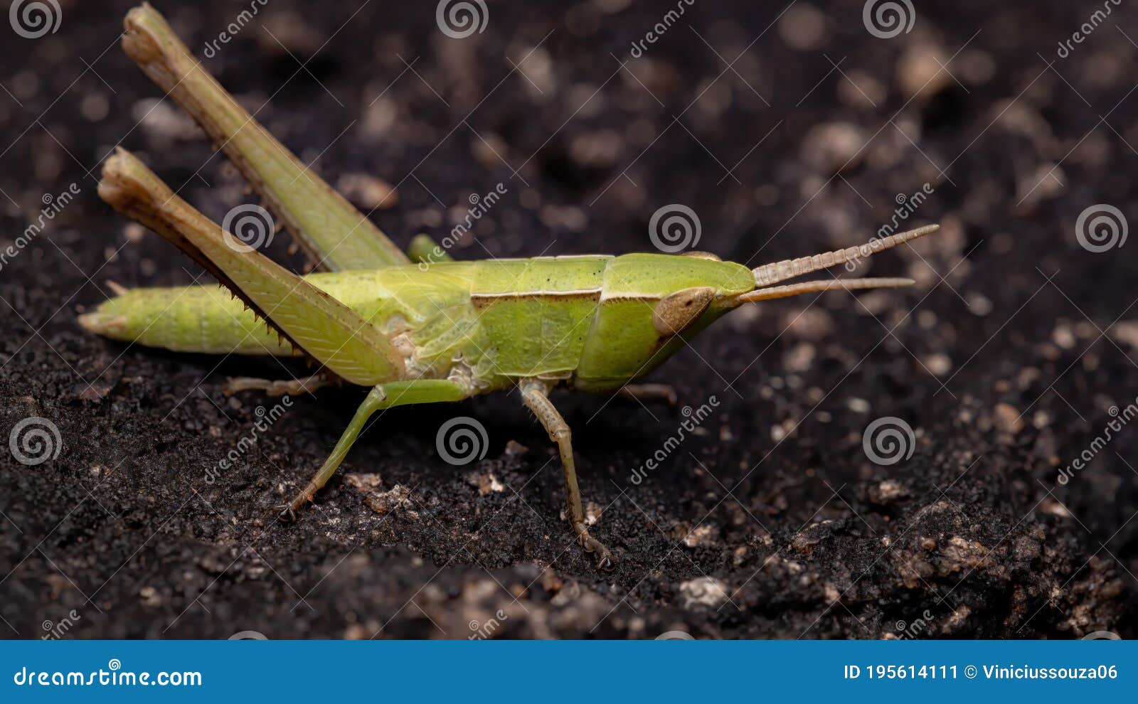 silent slant-faced grasshopper