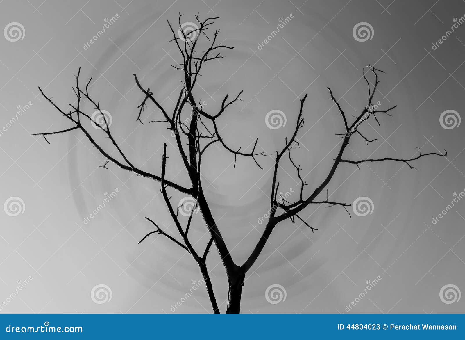 a silhouette of alone a tree 