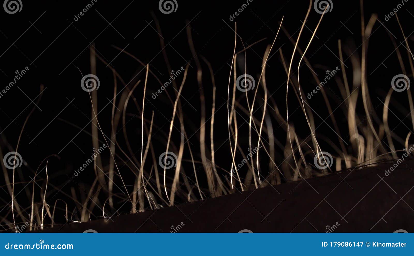 Silhouette Arms Hairs Standing Up, Macro Stock Video Video of hand