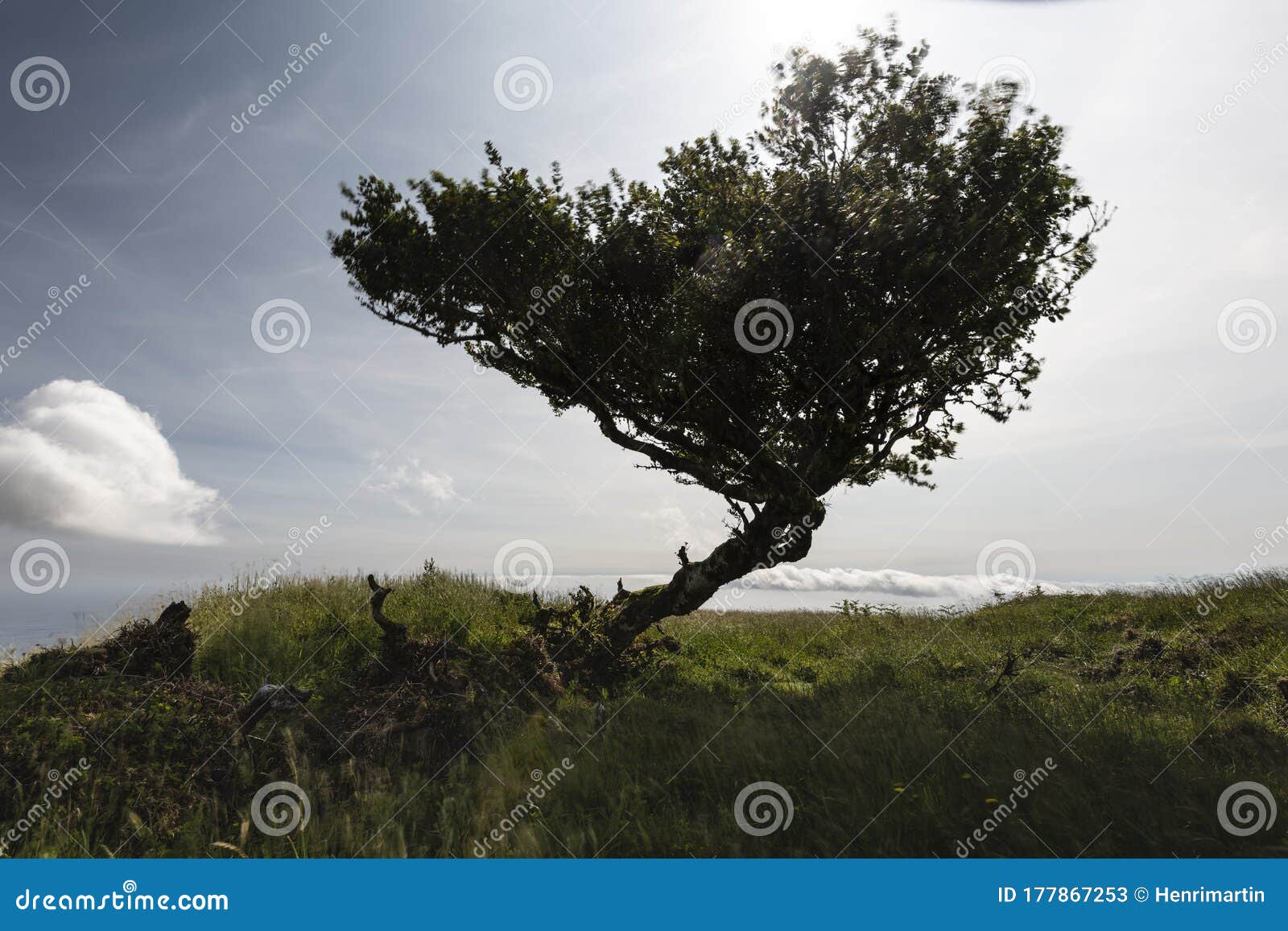 silhouette of azores heather erica azorica tree in the sunlight and wind, azores