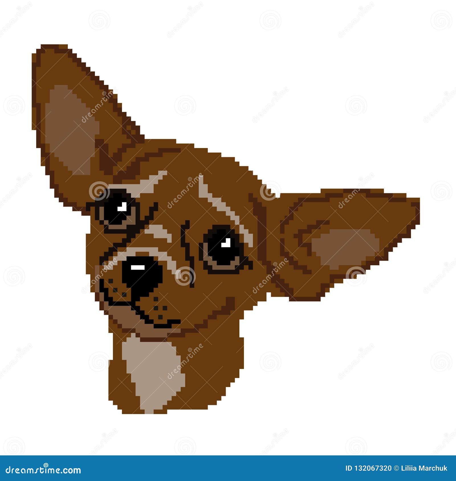 chihuahua with muzzle