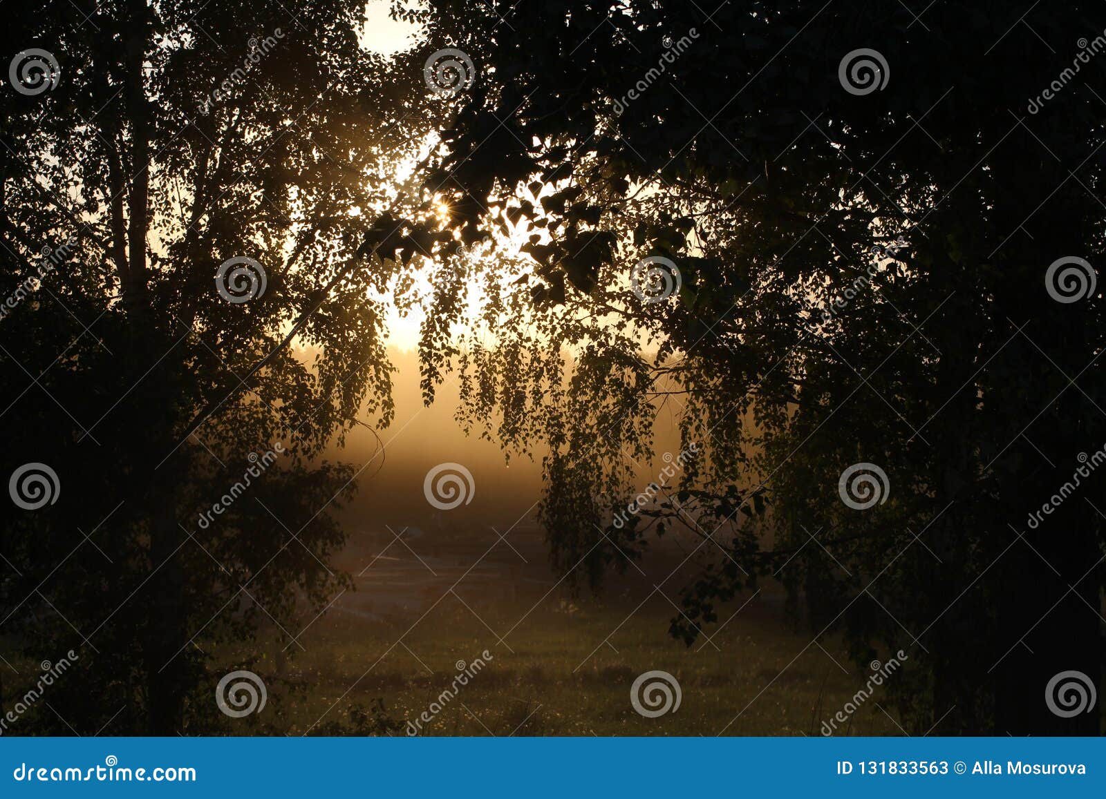 Silhouette Brumeuse Des Arbres Dans La Forêt Au Coucher Du