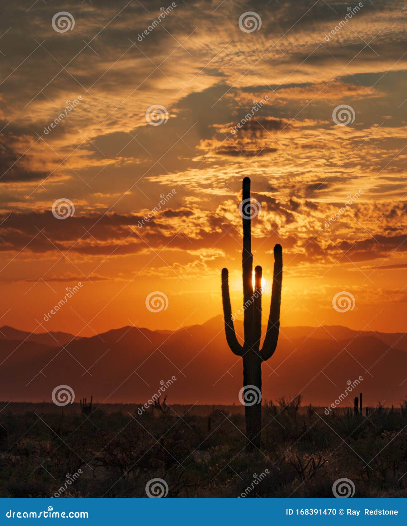 silhouette of cactus at sunrise in az