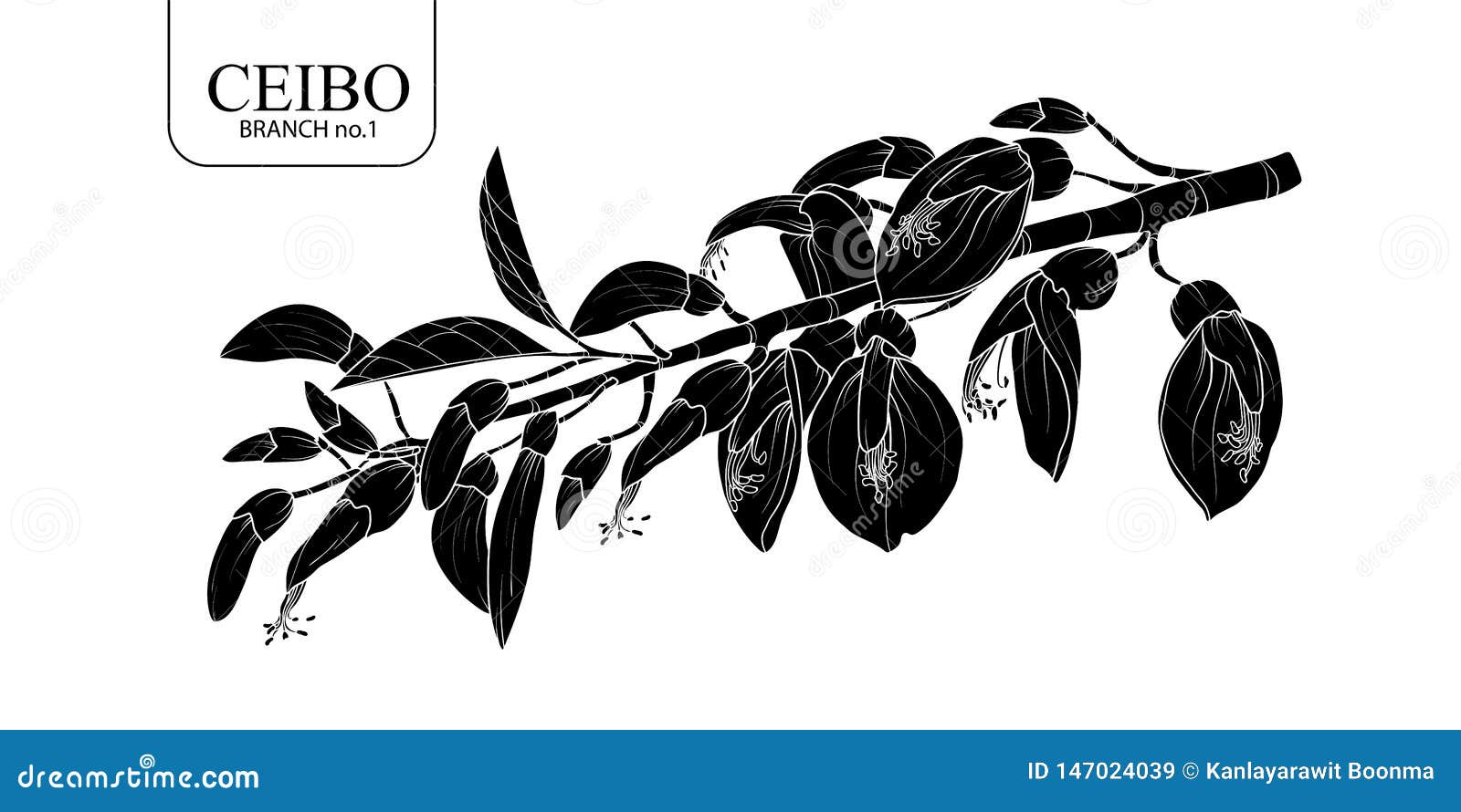 Ceibo Flower Stock Illustrations – 15 Ceibo Flower Stock Illustrations,  Vectors & Clipart - Dreamstime