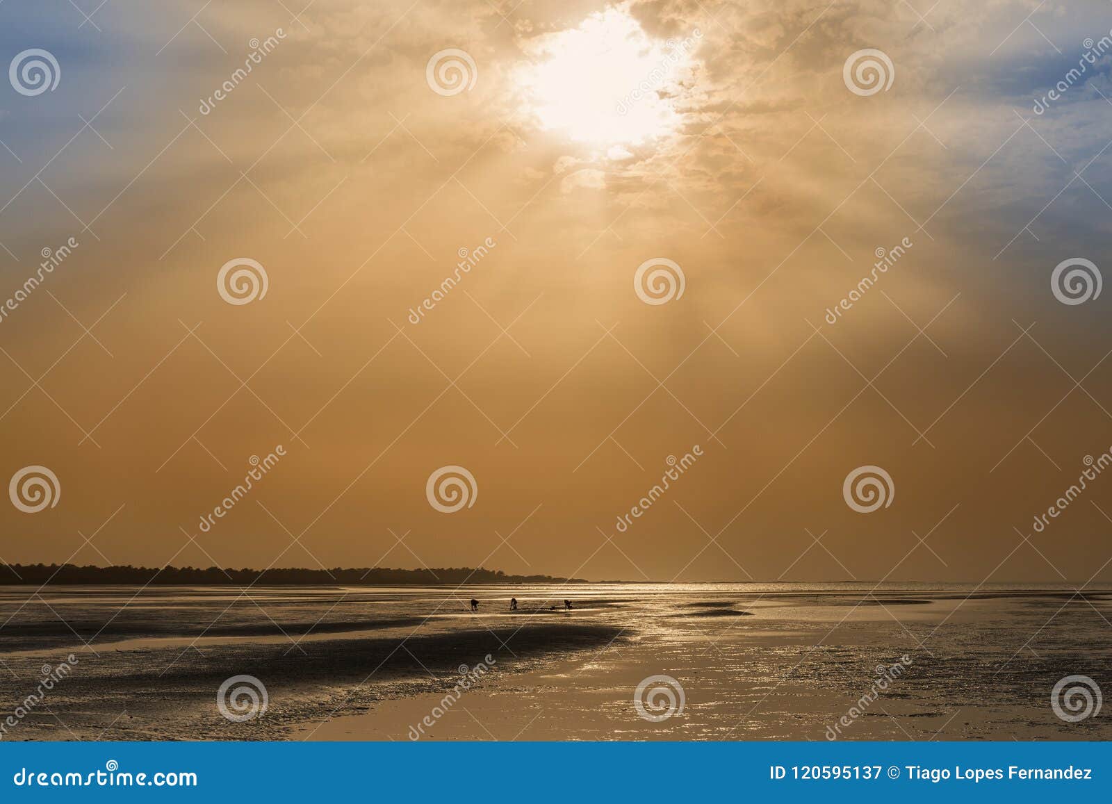 silhouette of cocklers harvesting cockle at the beach in the island of orango at sunset, in guinea bissau.