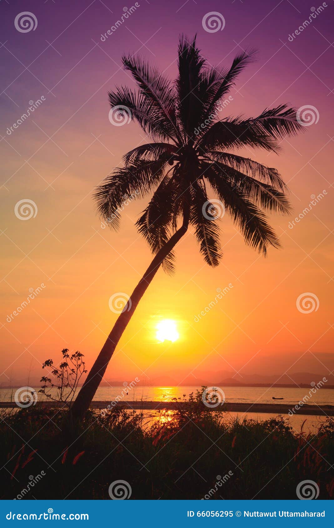 Silhouette Coconut Palm Trees On Beach At Sunset Stock Image Image