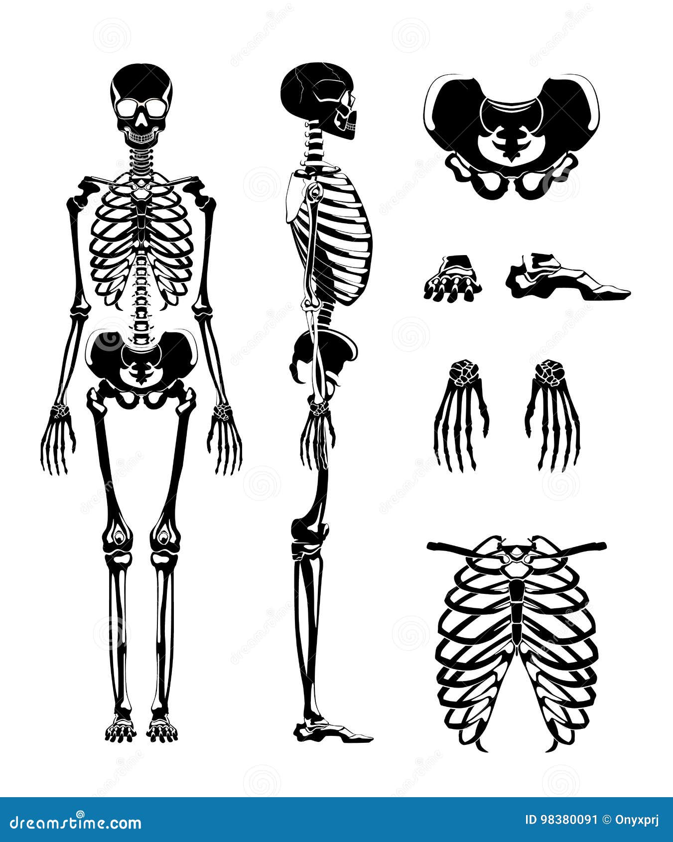 Squelette images vectorielles, Squelette vecteurs libres de droits