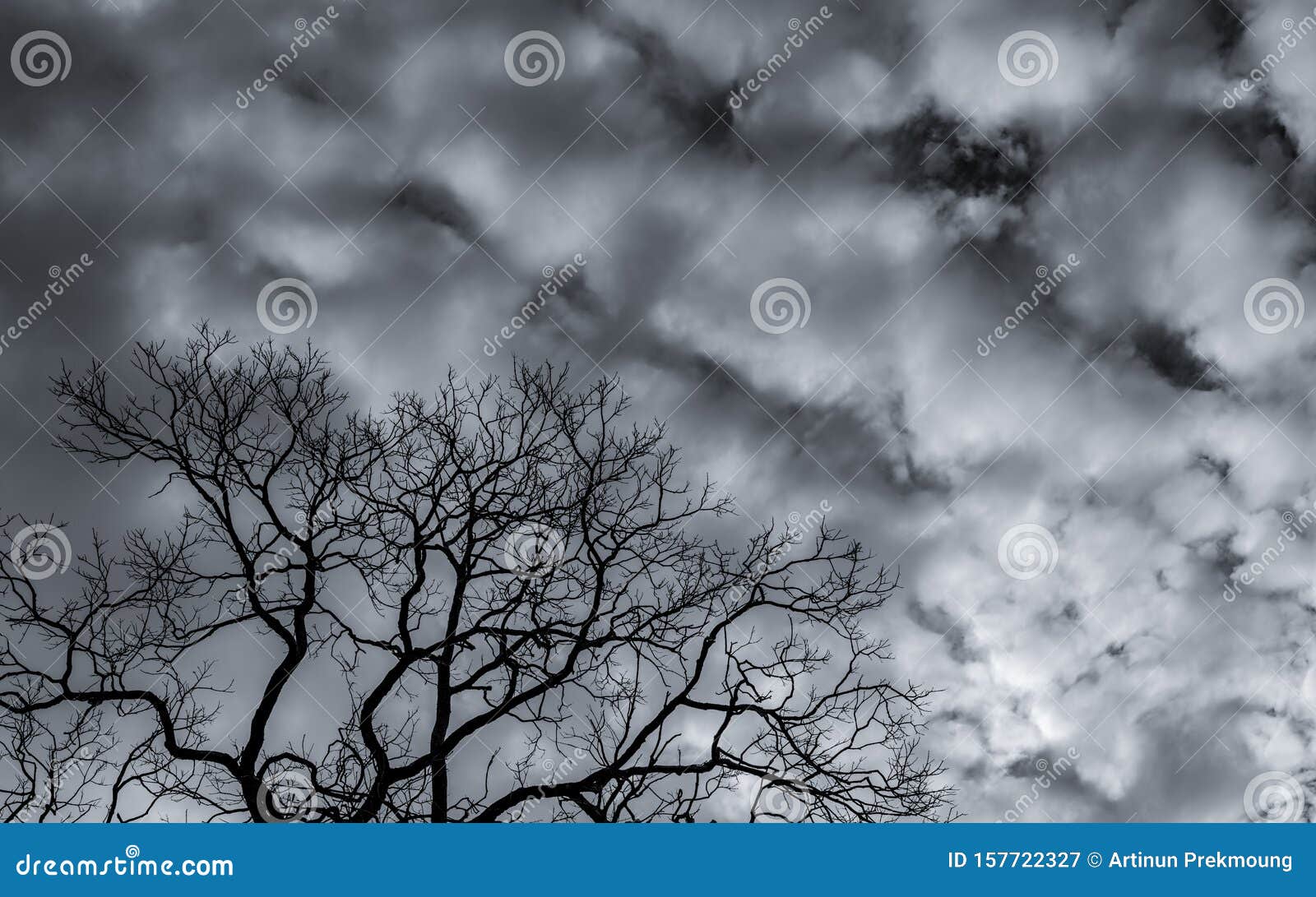 silhouette dead tree and branch on grey sky background. black branches of tree. nature texture background. art background for sad