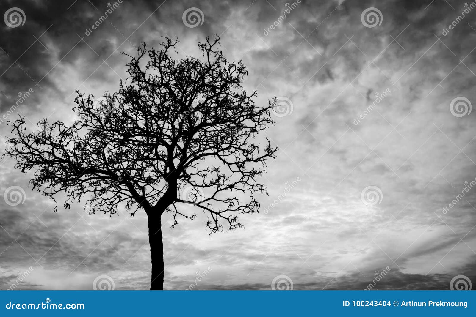 Silhouette Dead Tree On Dark Sky Background For Scary Or Death Stock