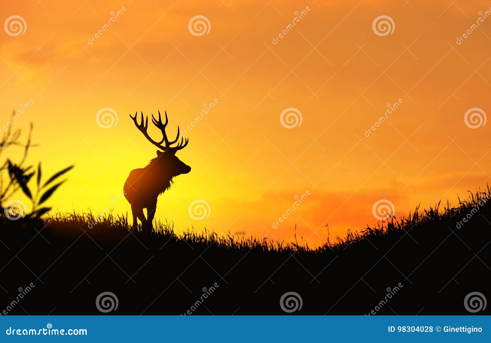 Silhouette of deer on grass field during sunset photo – Free