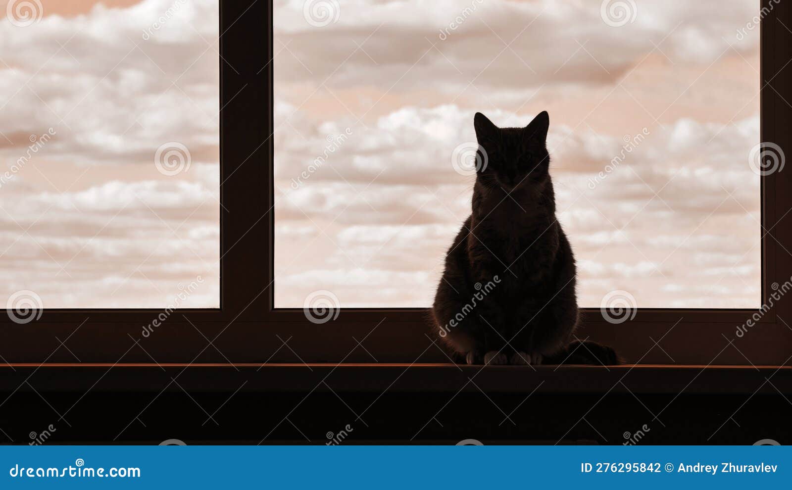 Silhouette Einer Katze am Fenster Ein Schattentier Auf Einem Fenstersieb  Stockfoto - Bild von haar, alleine: 276295842