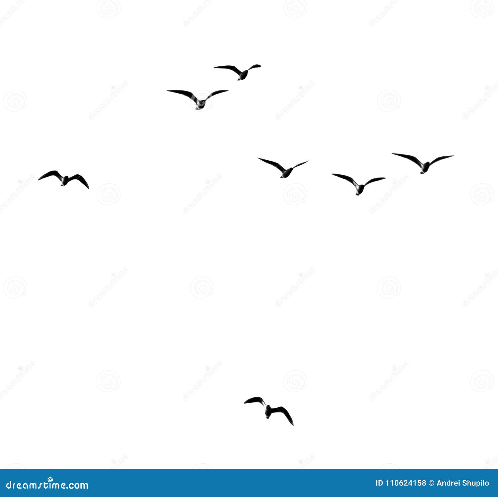 Silhouette of a Flock of Birds on a White Background Stock Photo - Image of  glide, black: 110624158