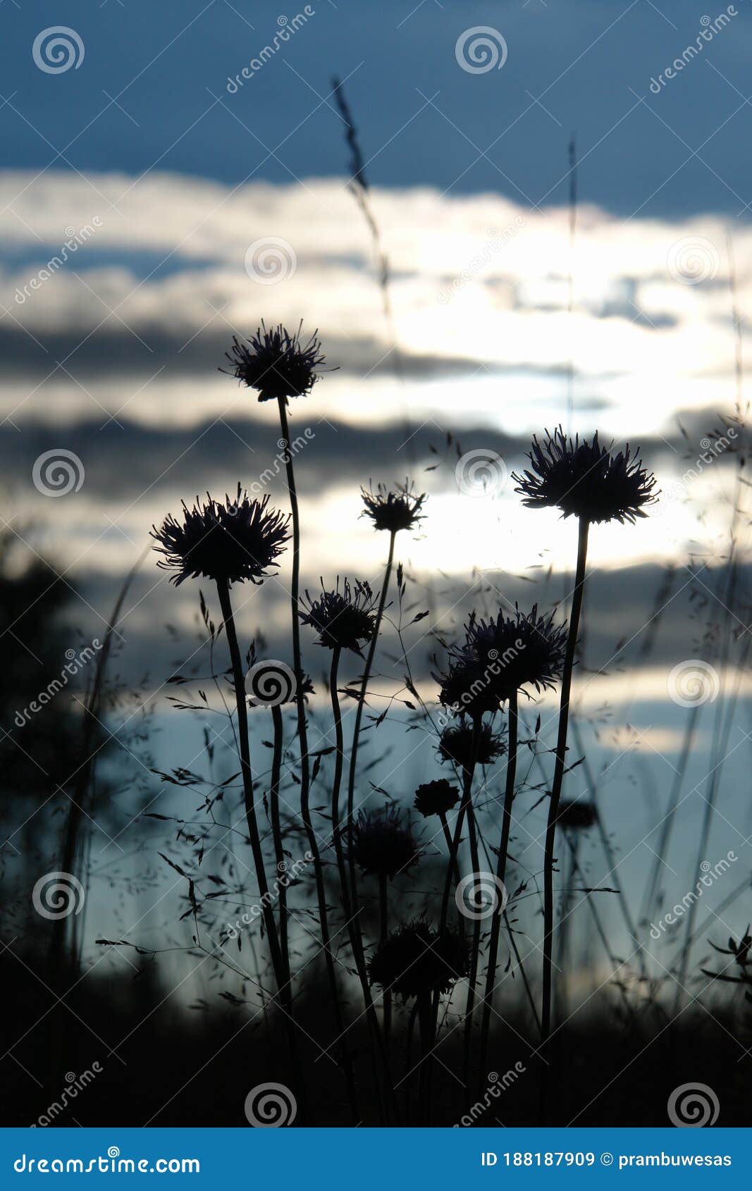 a silhouette of fluffy flowers of jasione montana (sheep`s bit scabious, blue bonnets, blue daisy)